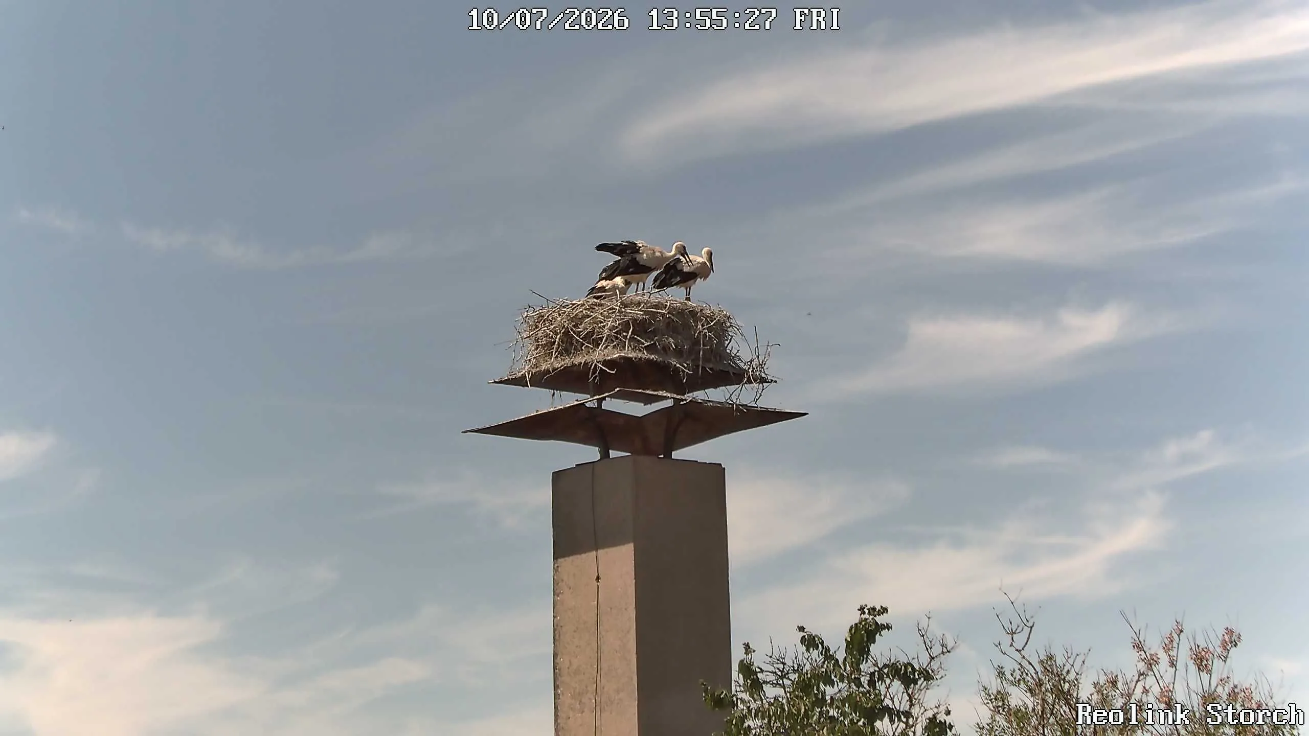 Storchencam Bild
