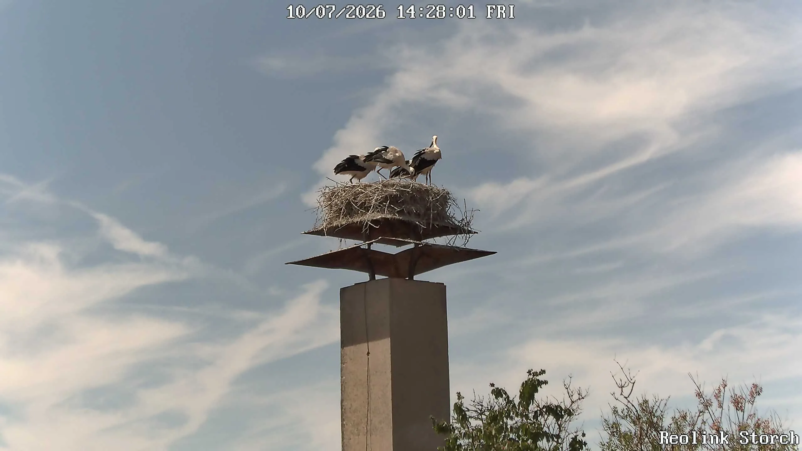 Storchencam Bild