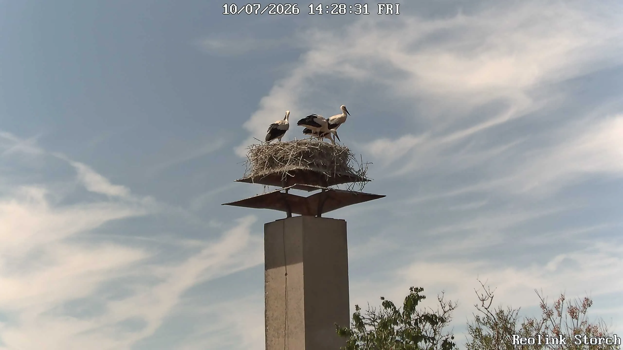 Storchencam Bild
