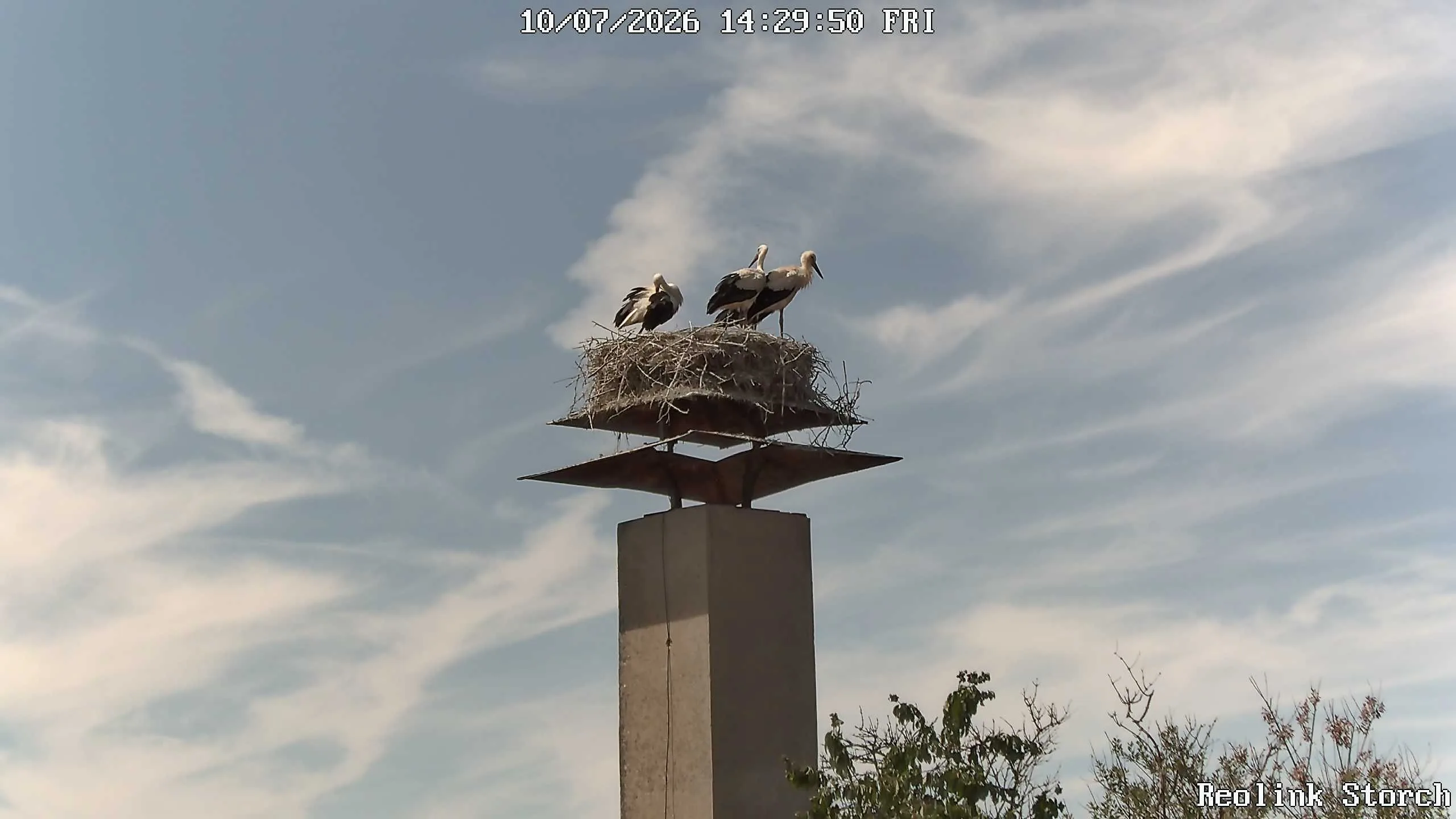 Storchencam Bild