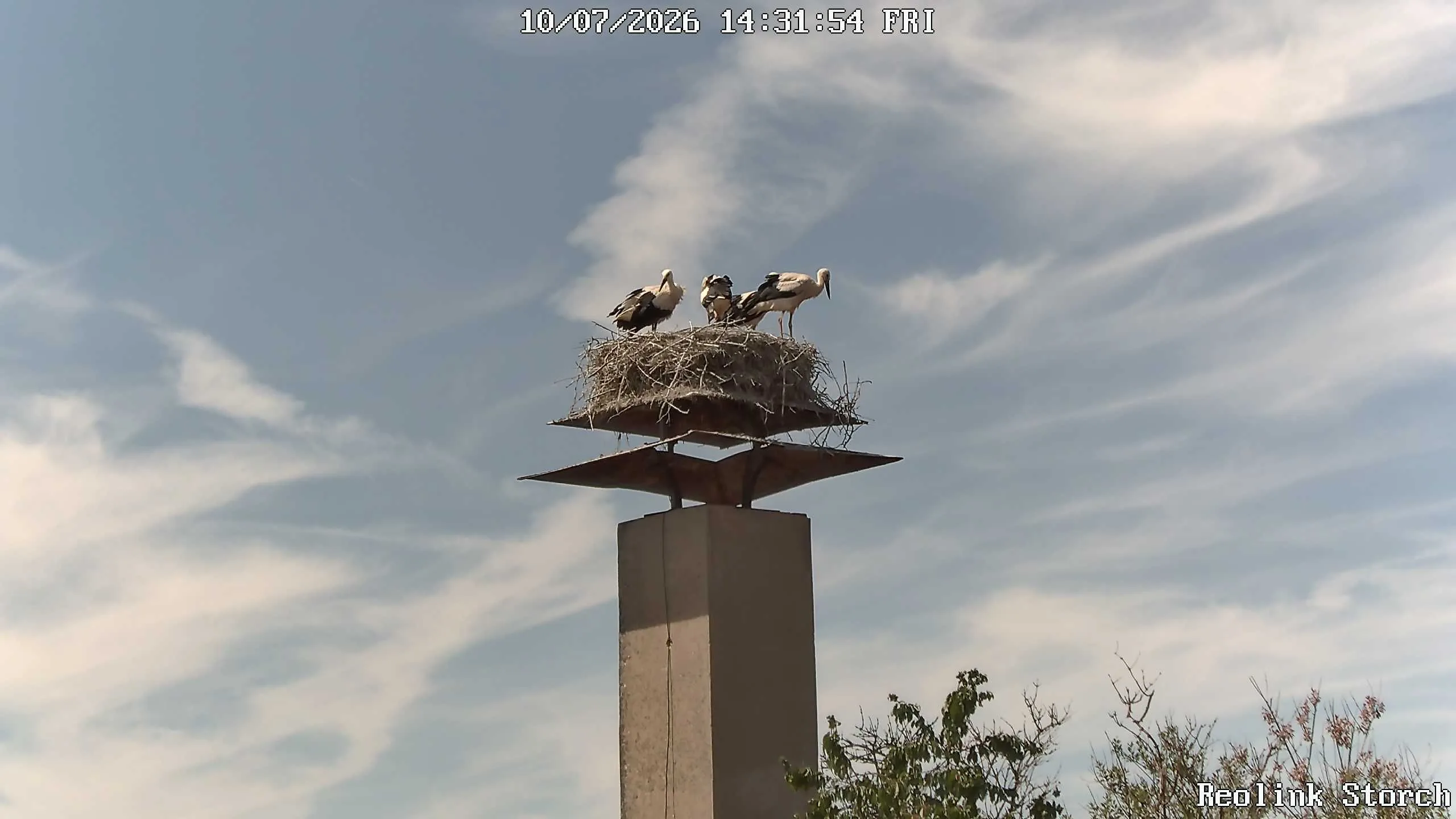 Storchencam Bild