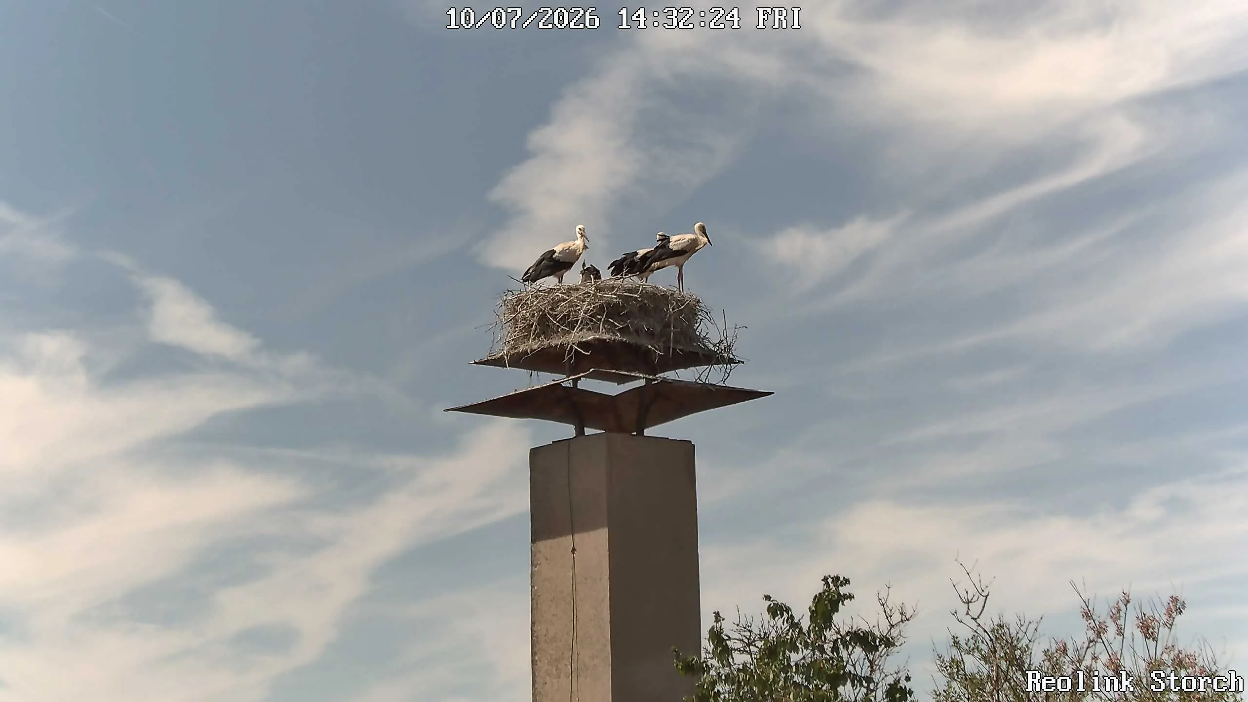 Storchencam Bild