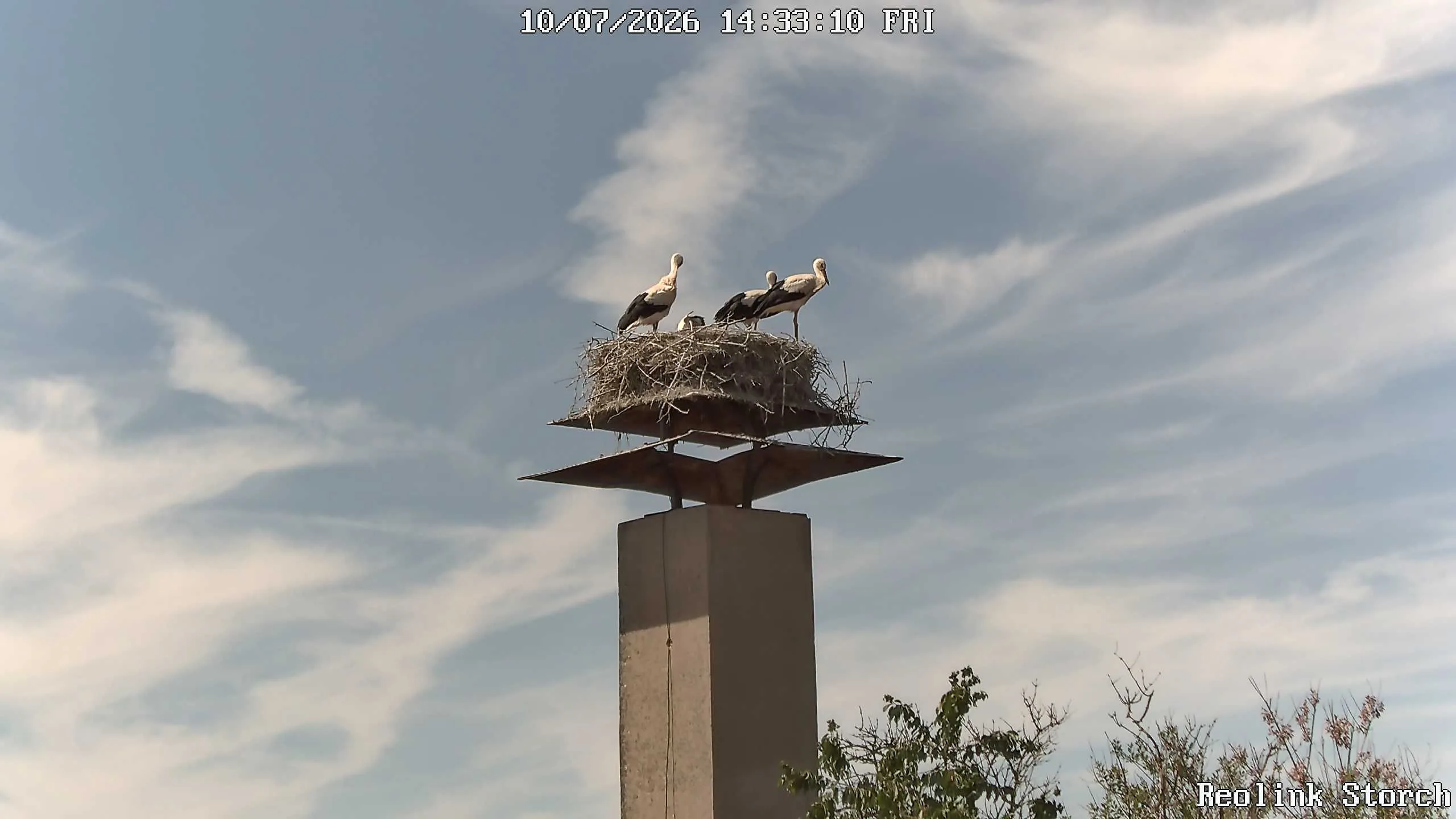 Storchencam Bild