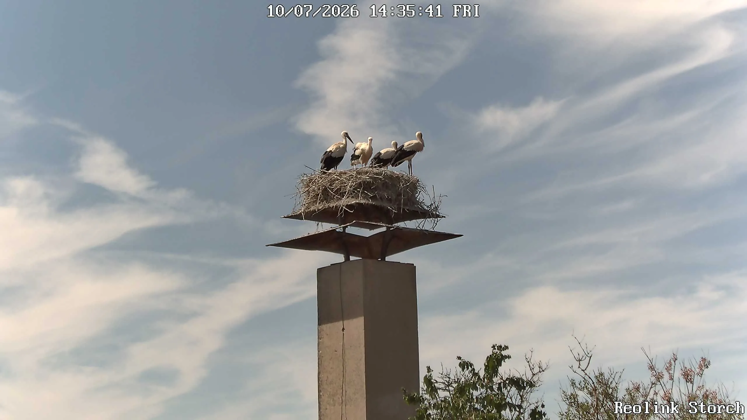 Storchencam Bild