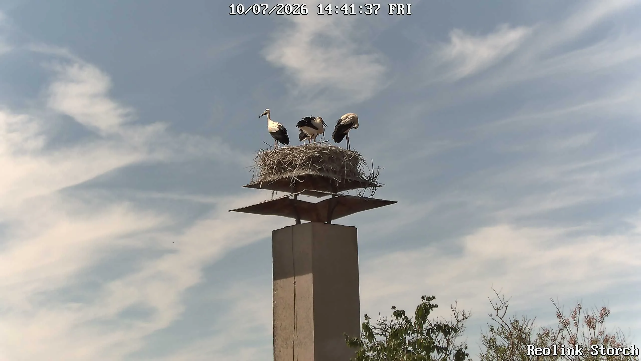 Storchencam Bild