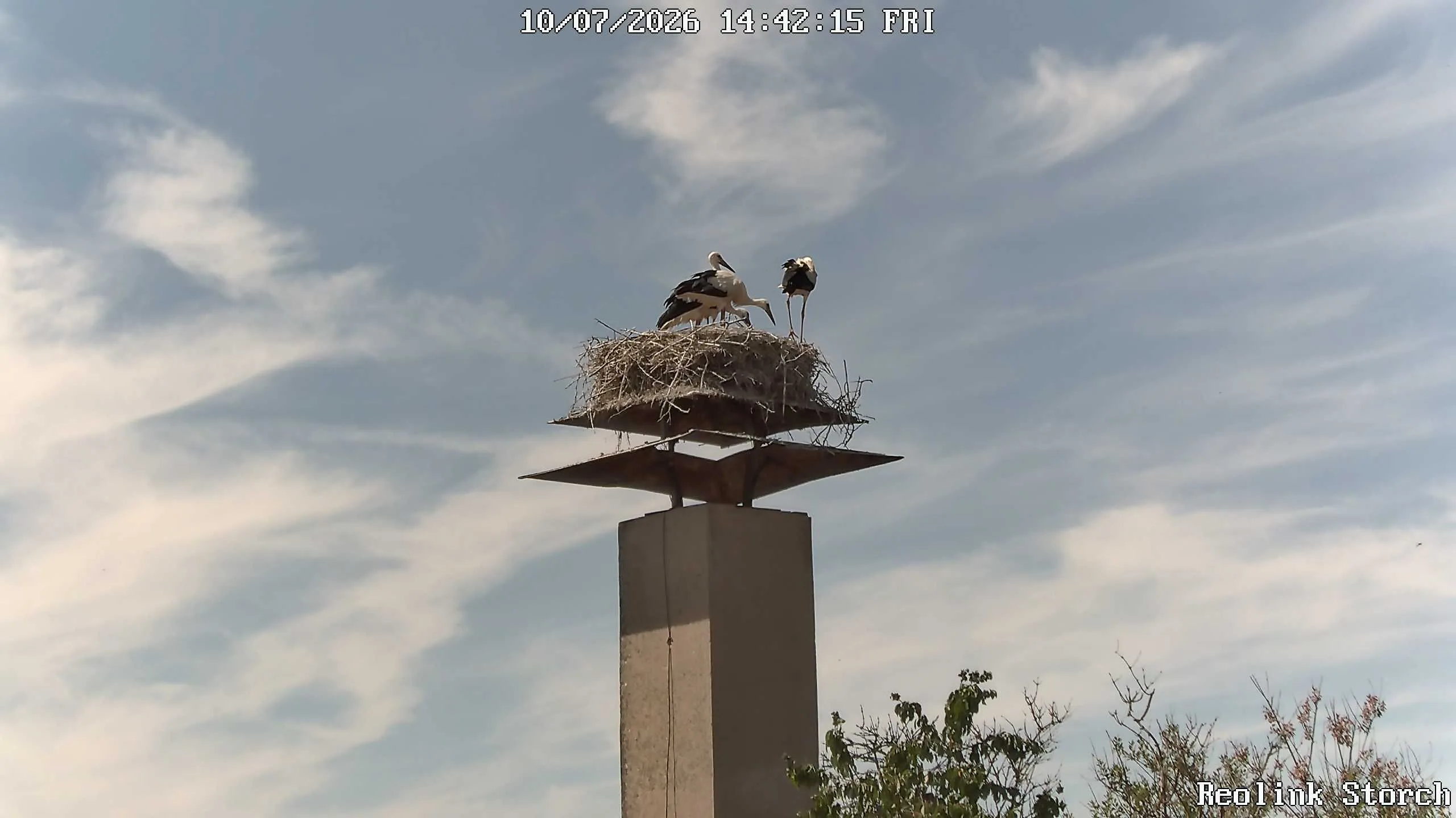Storchencam Bild