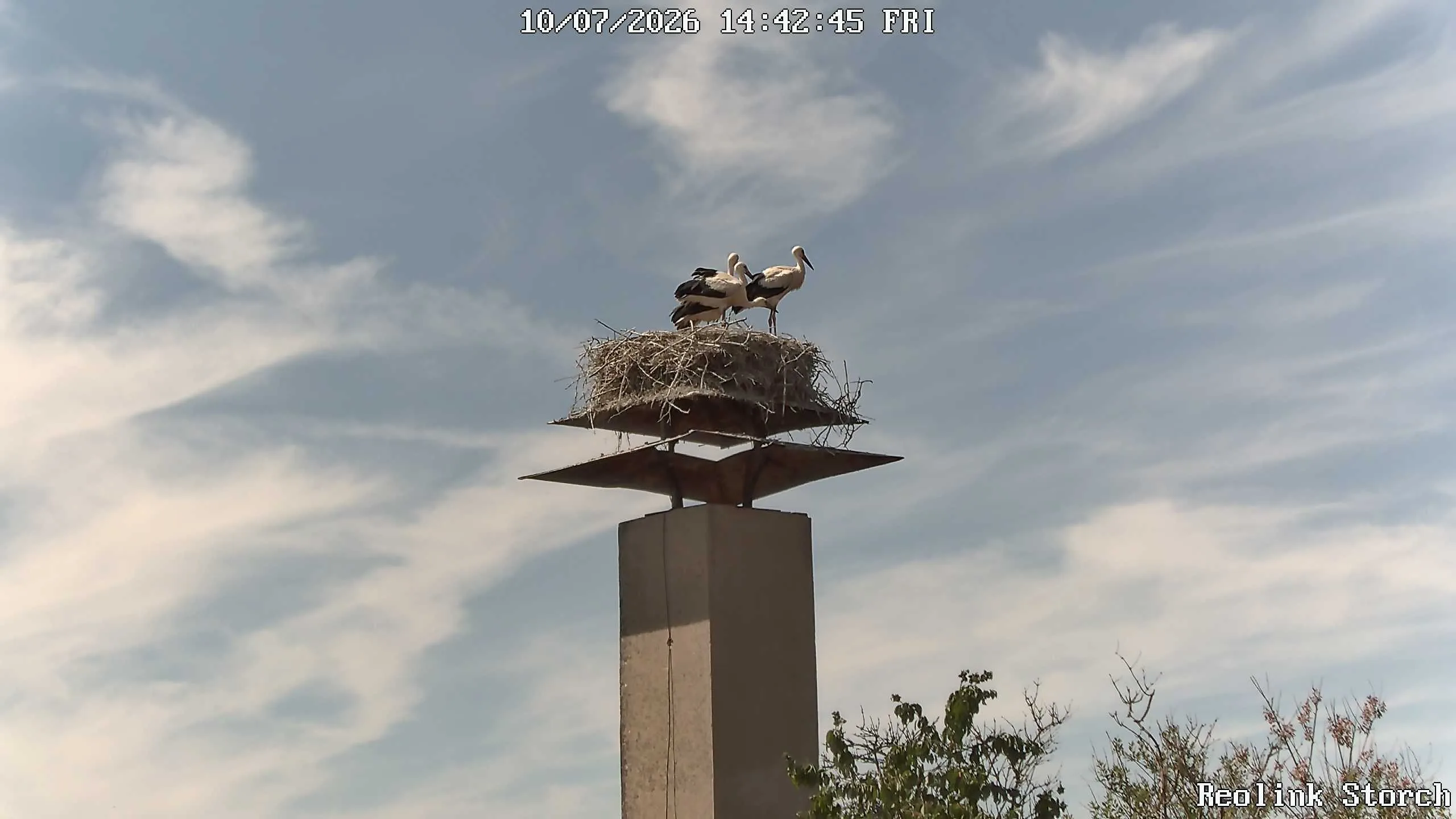 Storchencam Bild