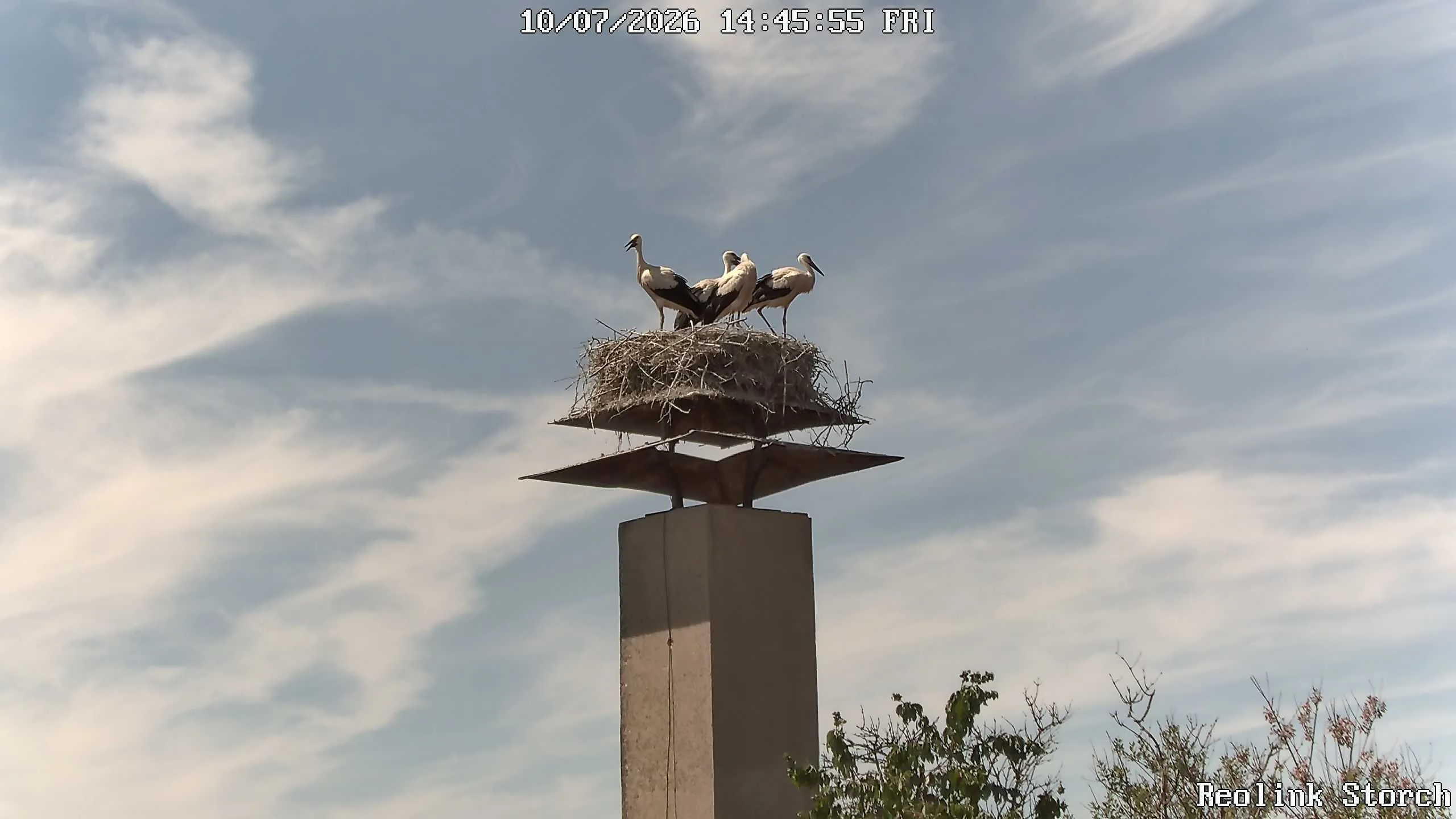 Storchencam Bild