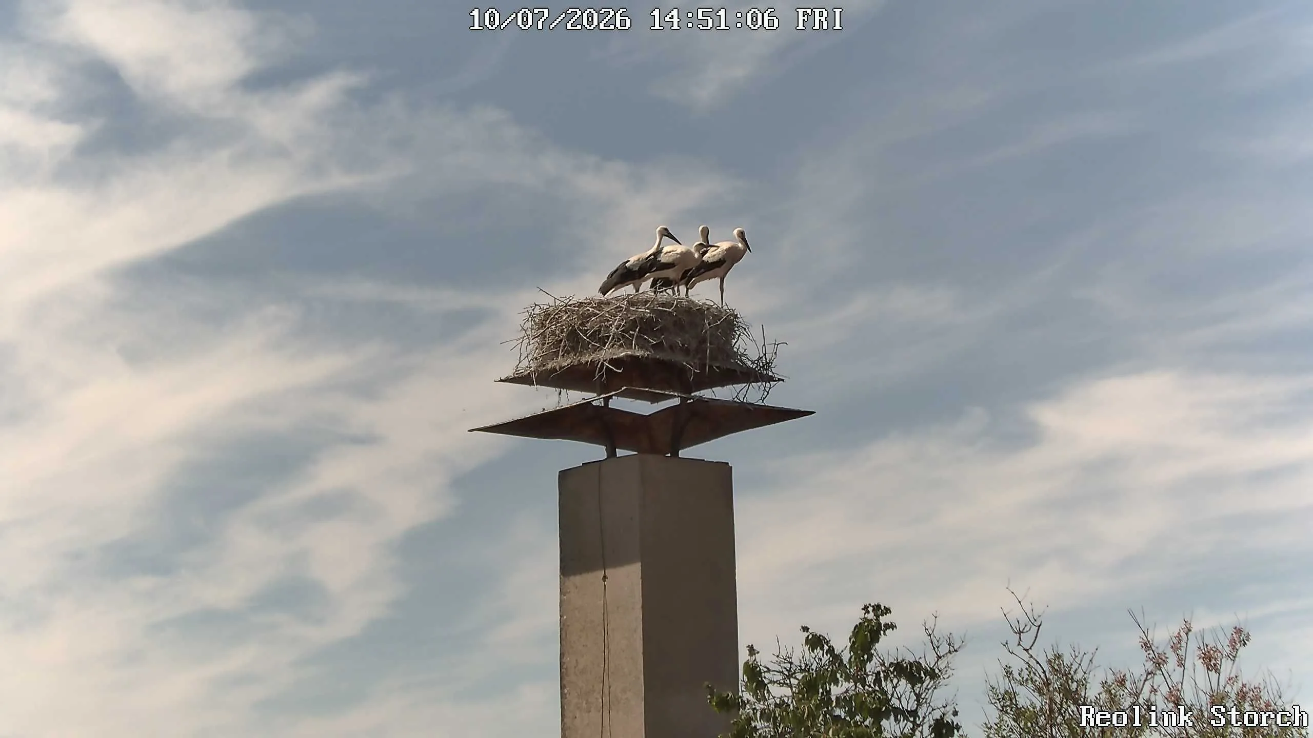 Storchencam Bild