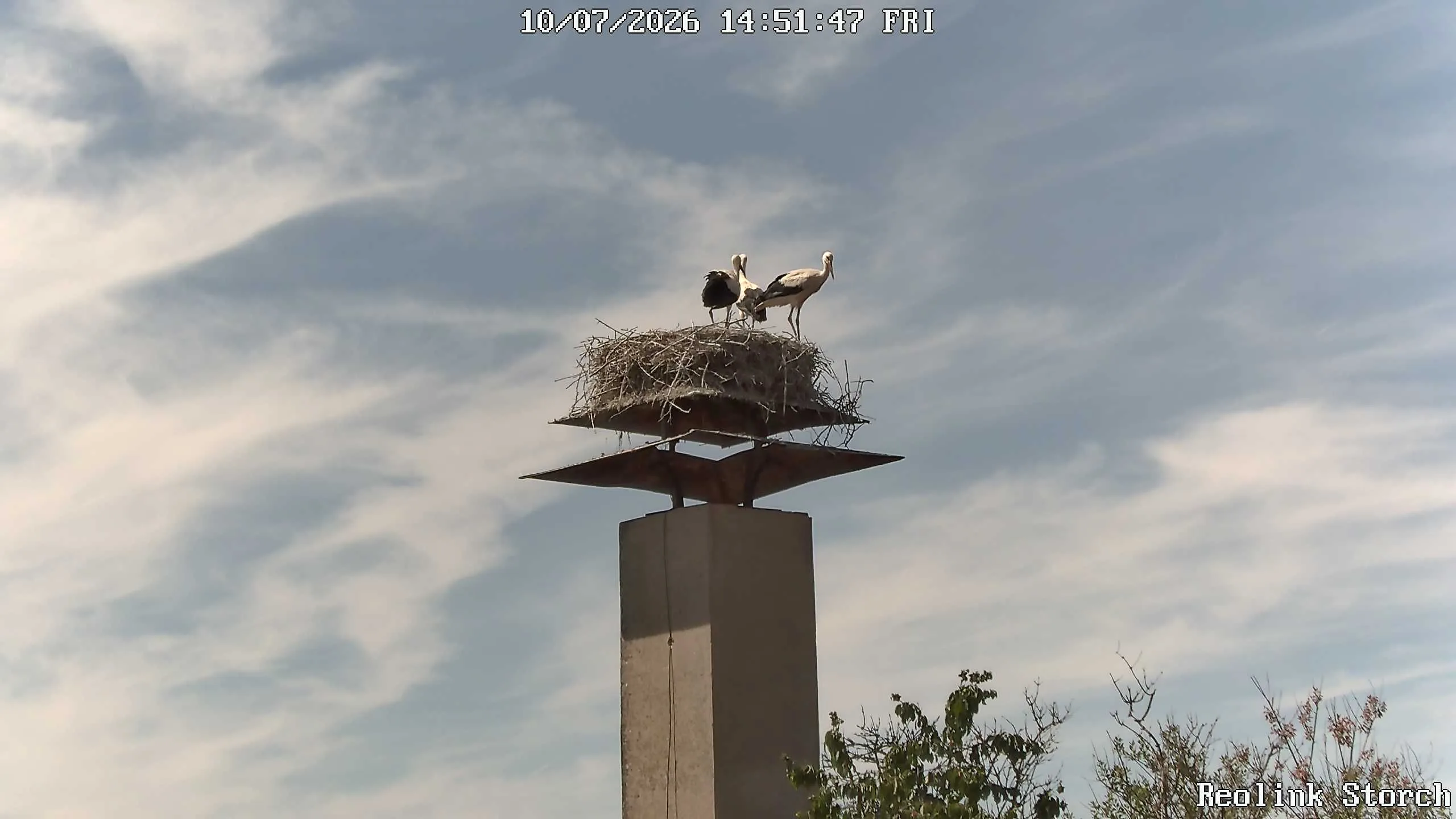 Storchencam Bild