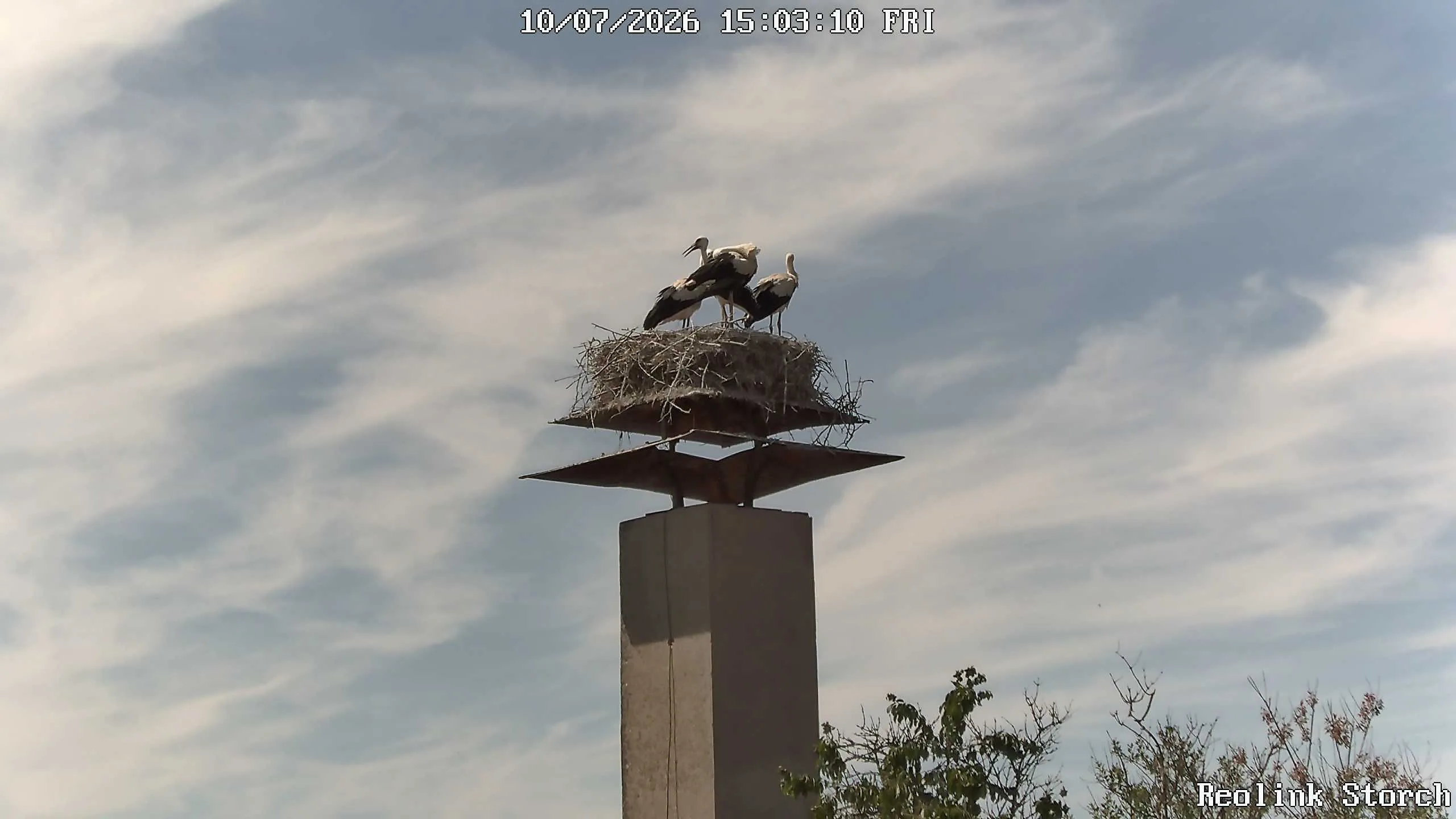 Storchencam Bild