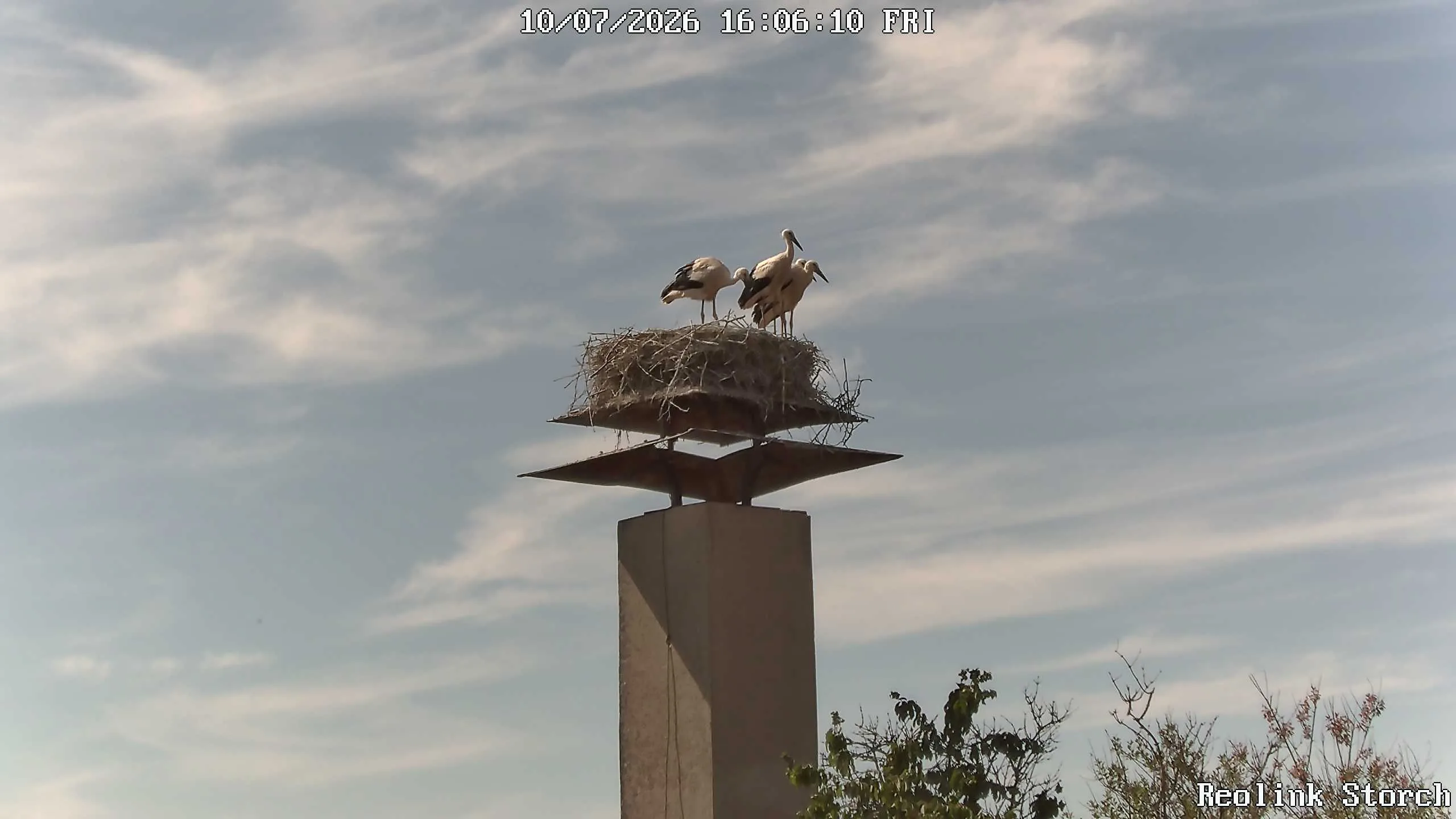 Storchencam Bild