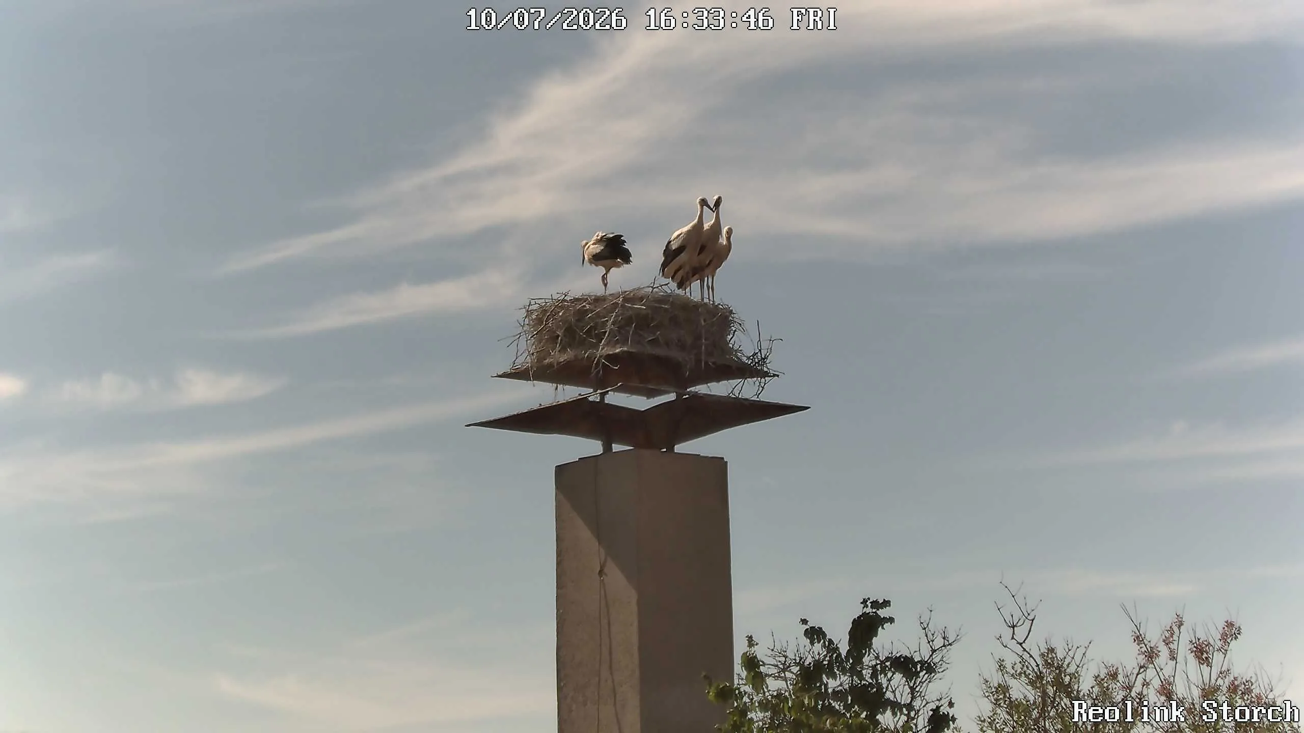 Storchencam Bild