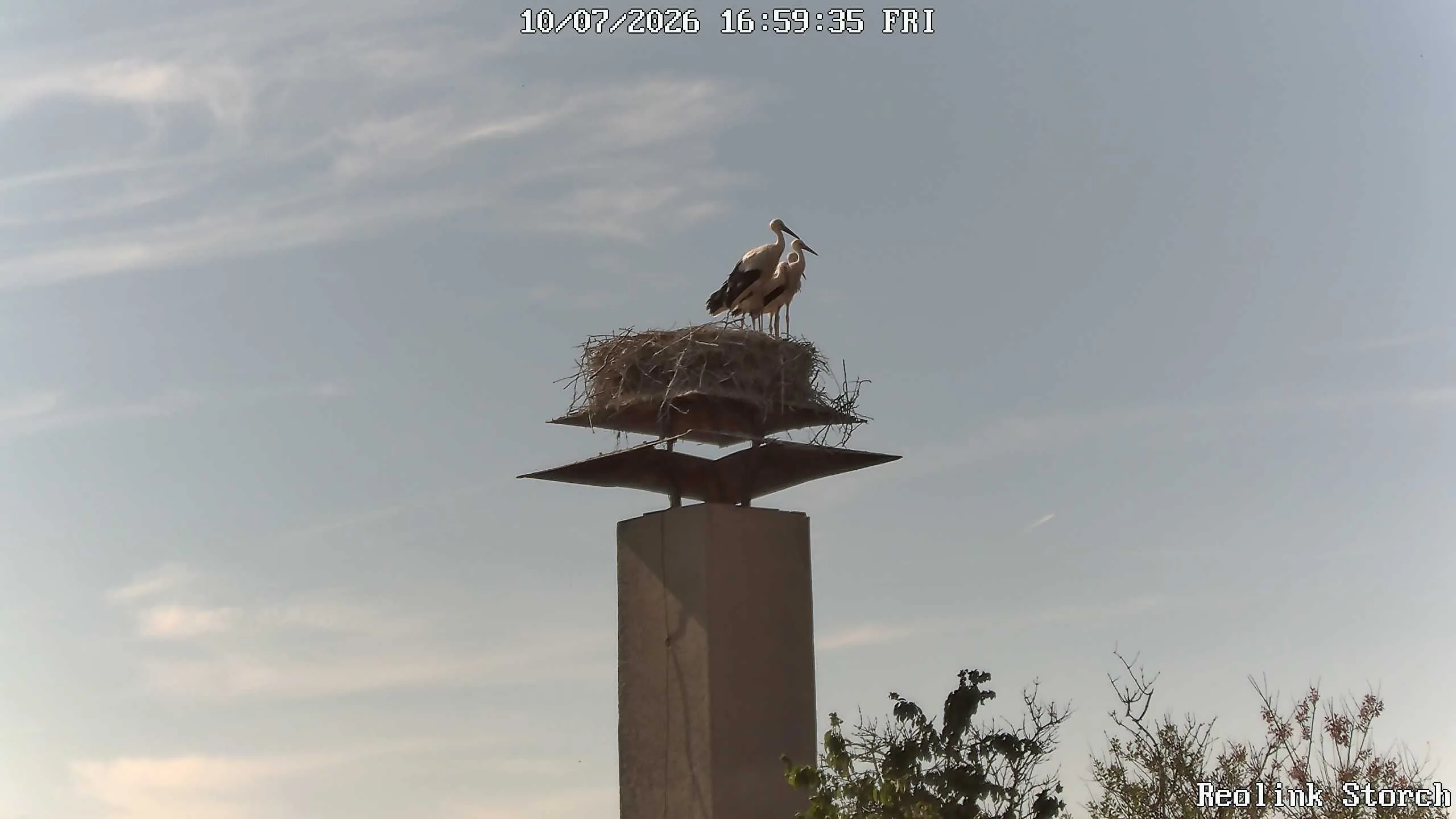 Storchencam Bild