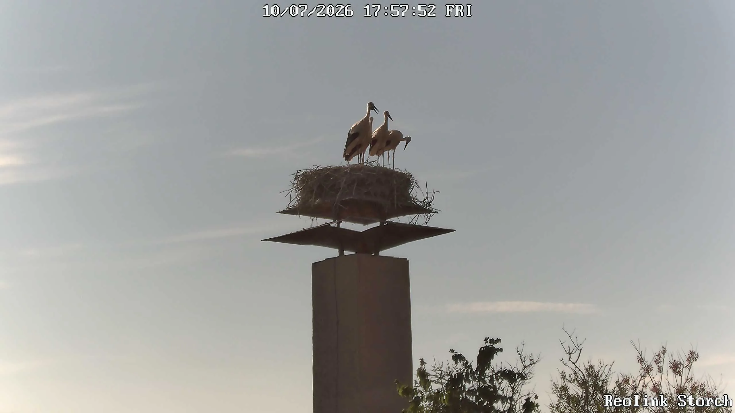 Storchencam Bild