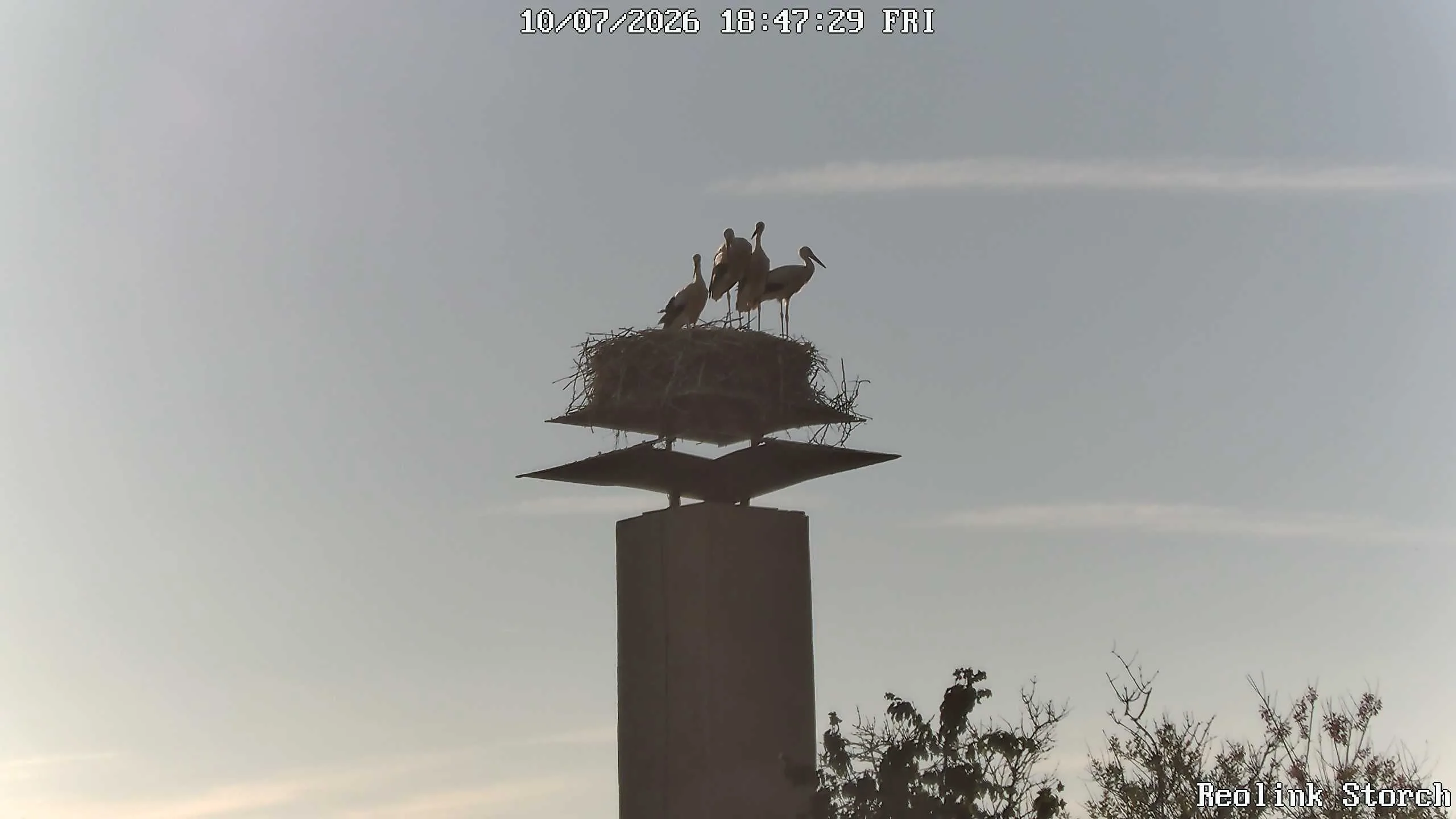 Storchencam Bild