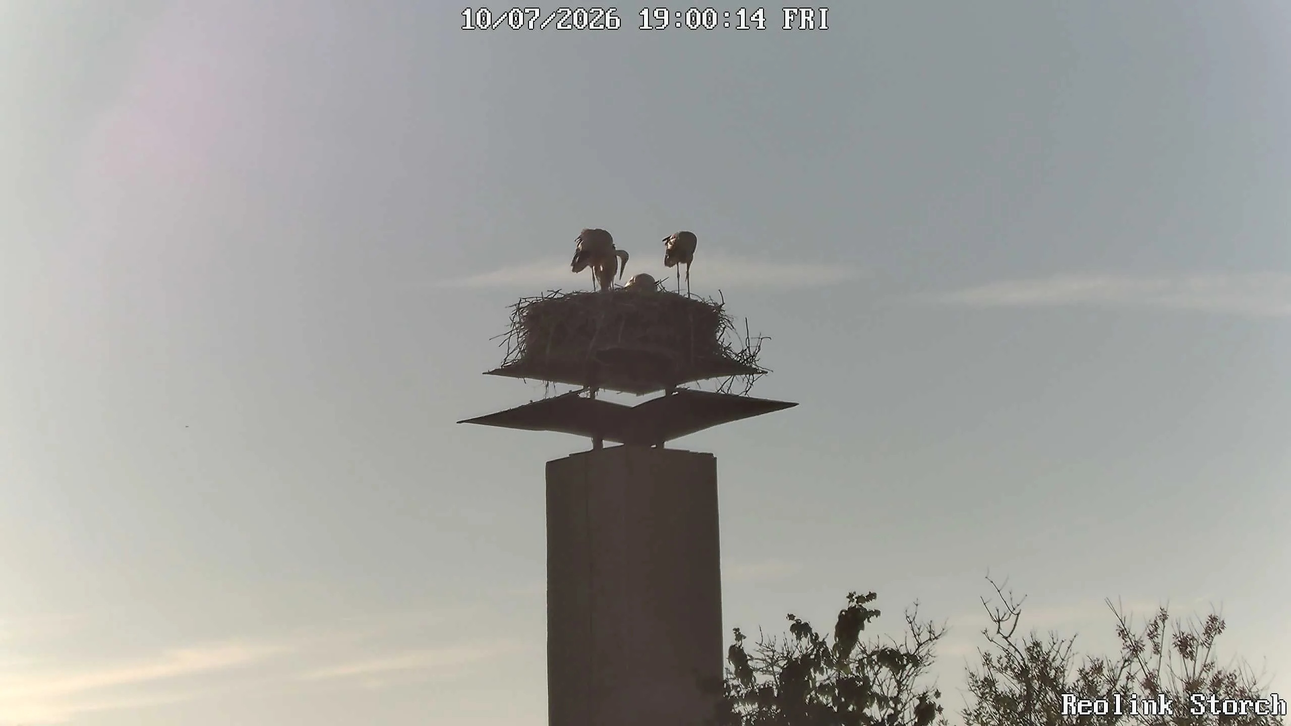 Storchencam Bild
