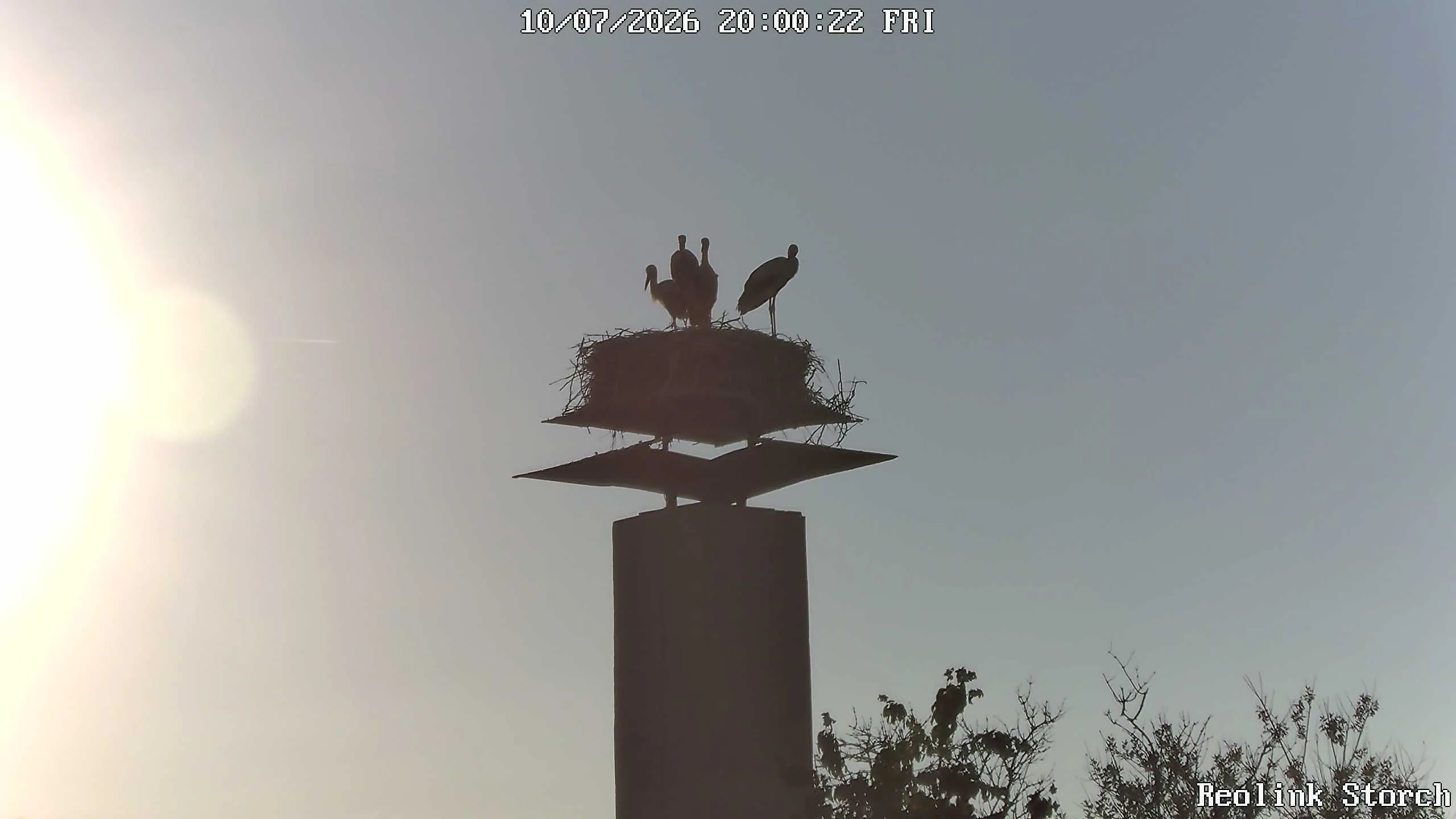 Storchencam Bild
