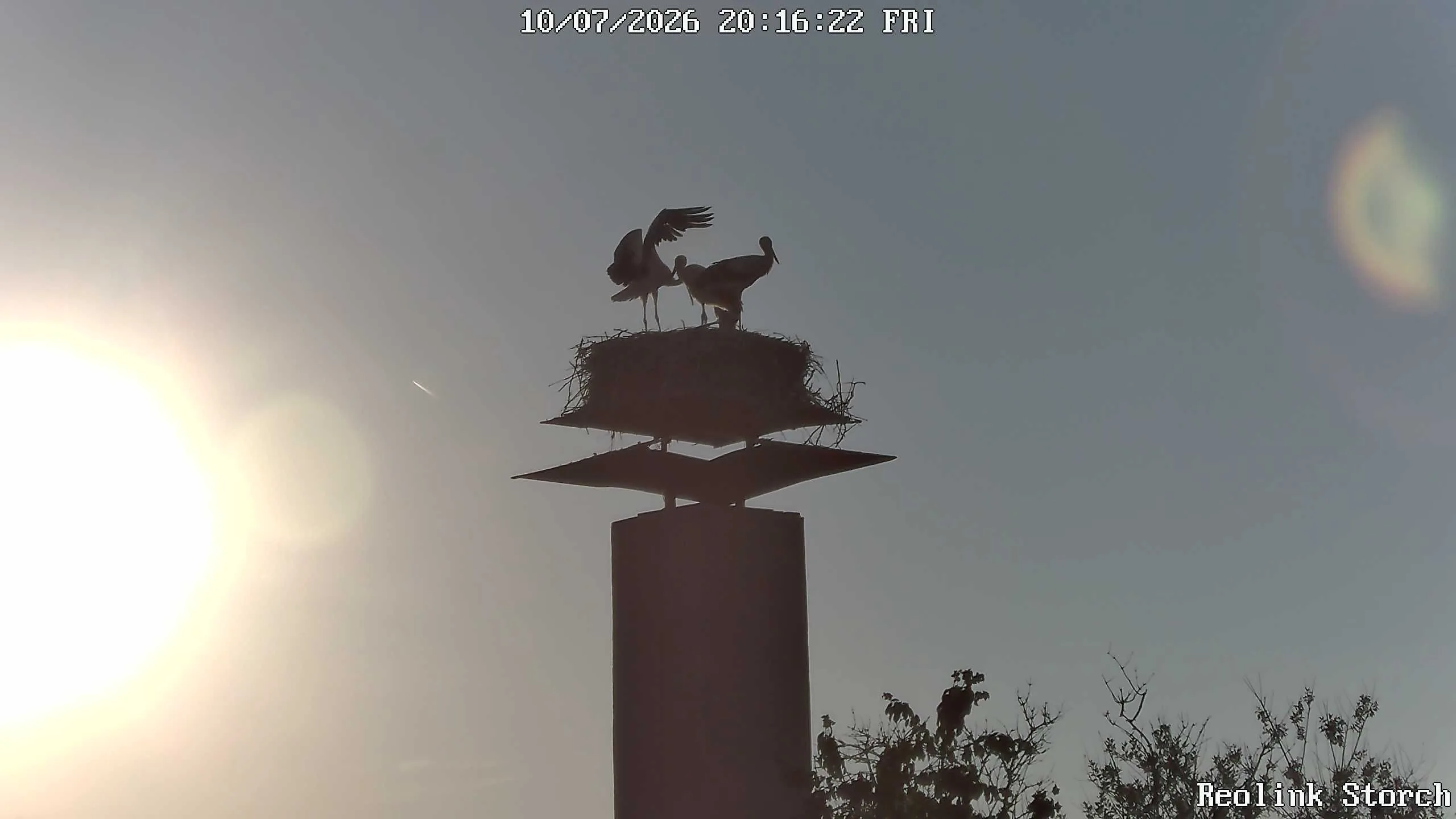 Storchencam Bild