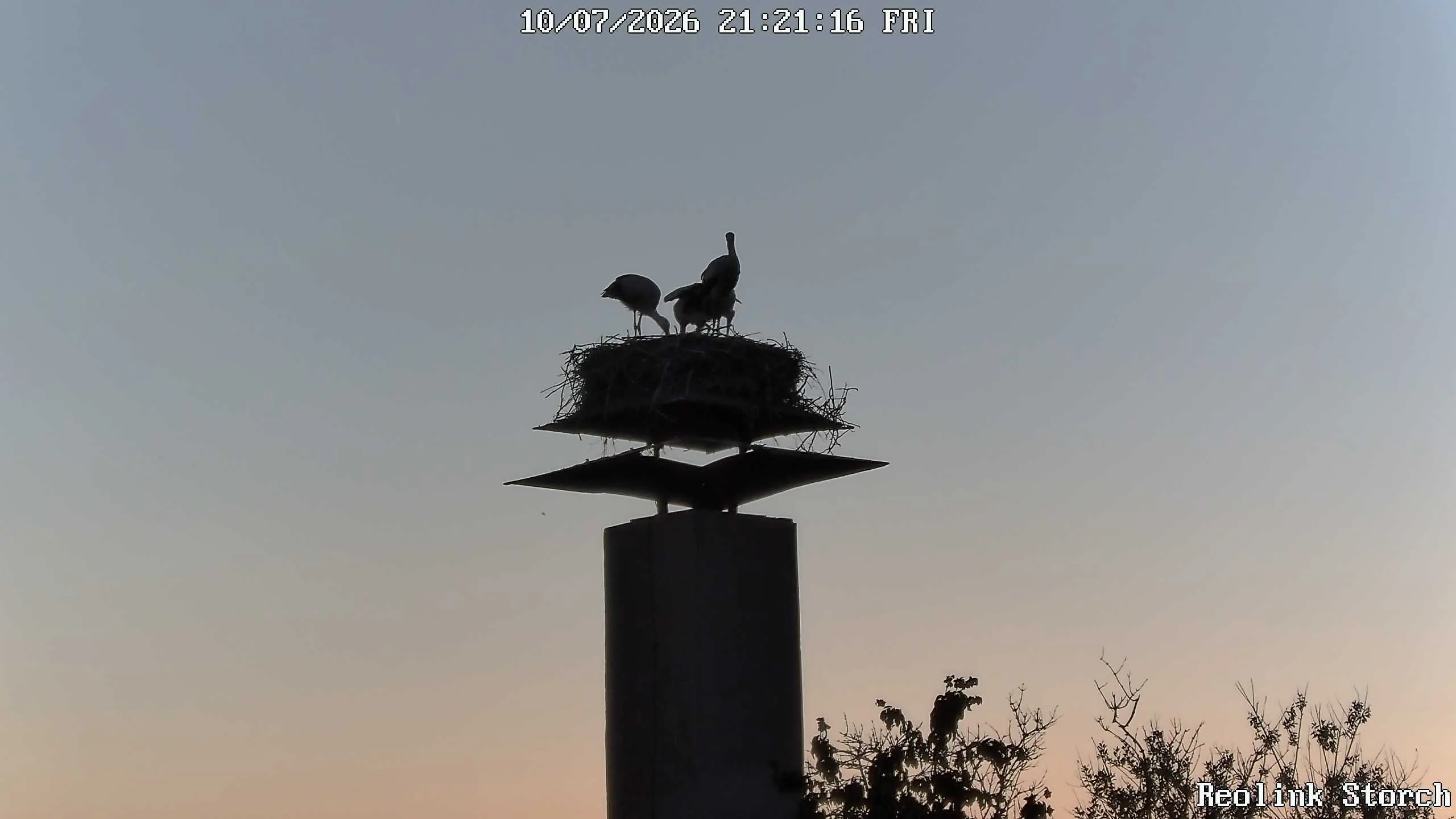 Storchencam Bild