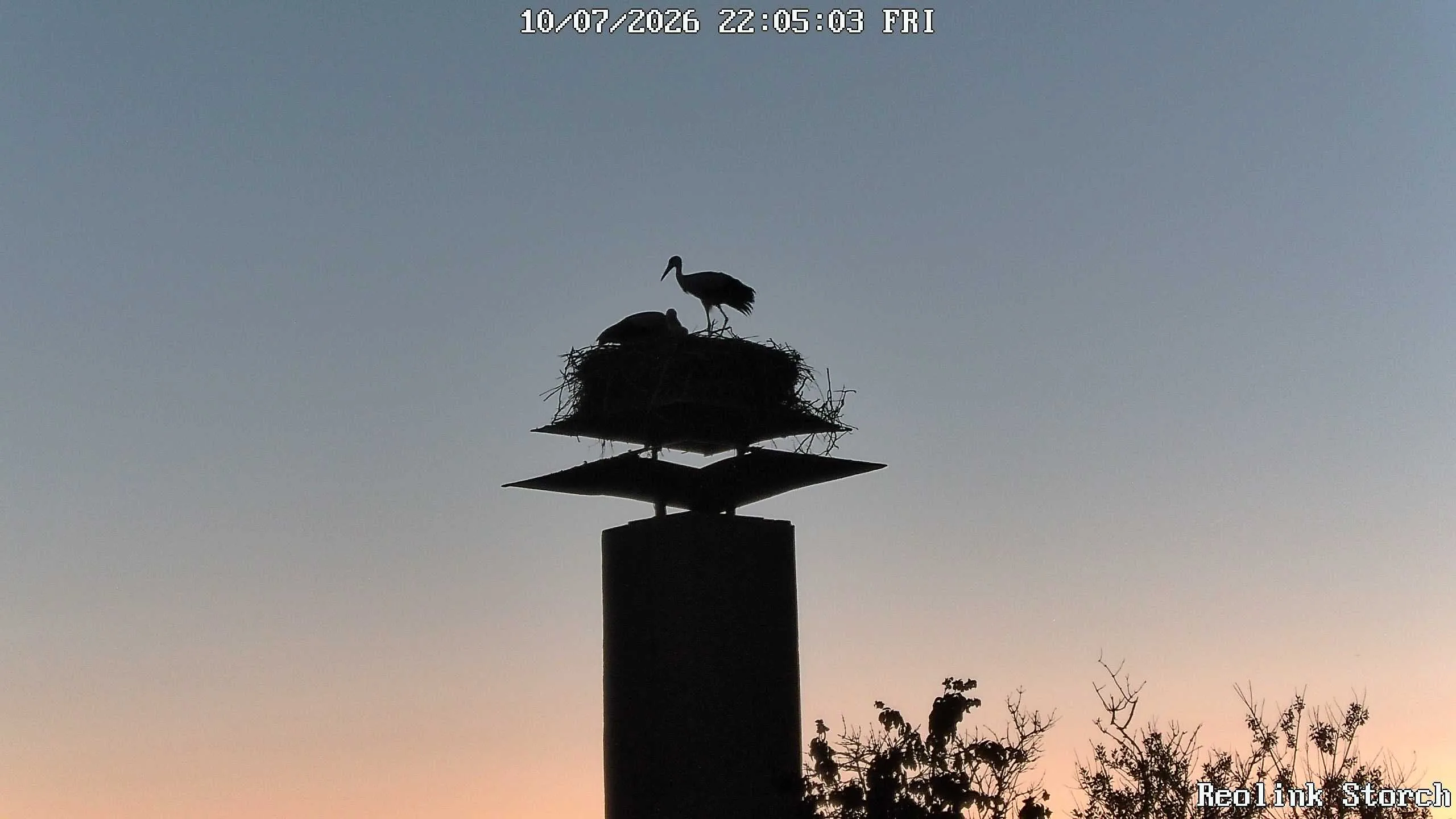 Storchencam Bild