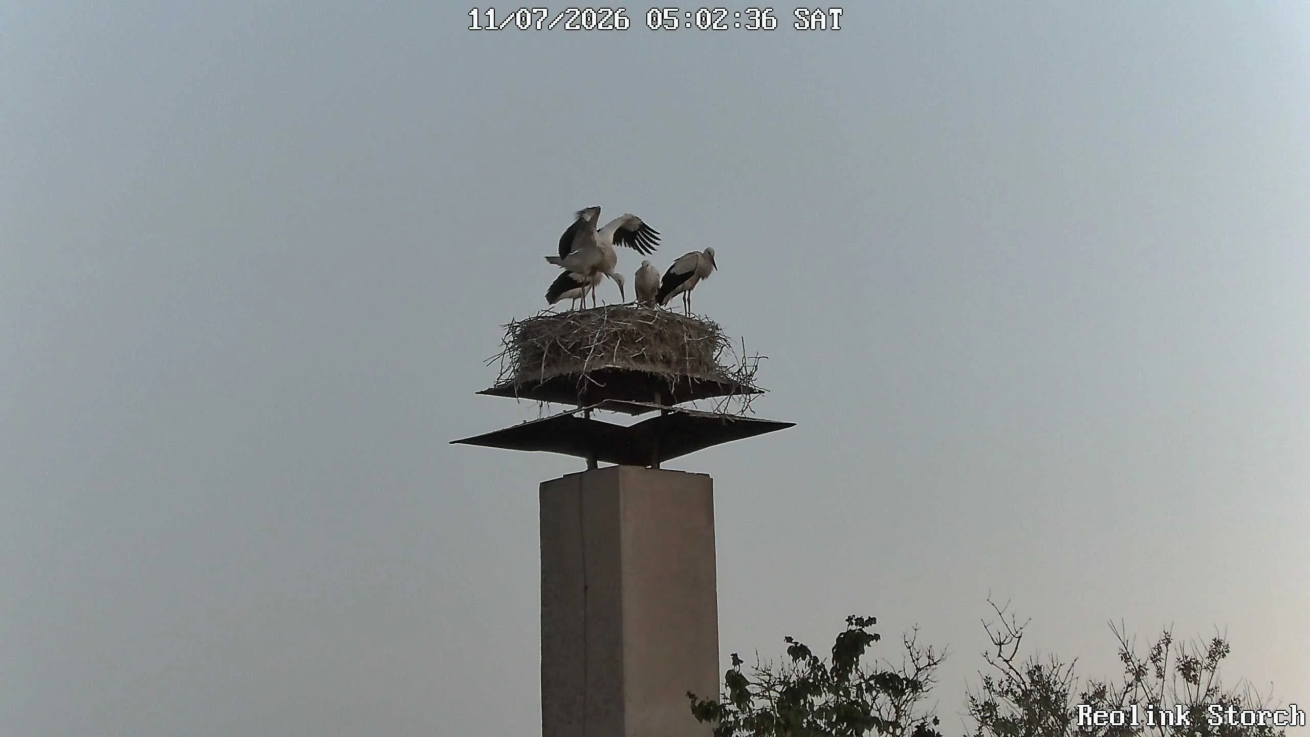 Storchencam Bild