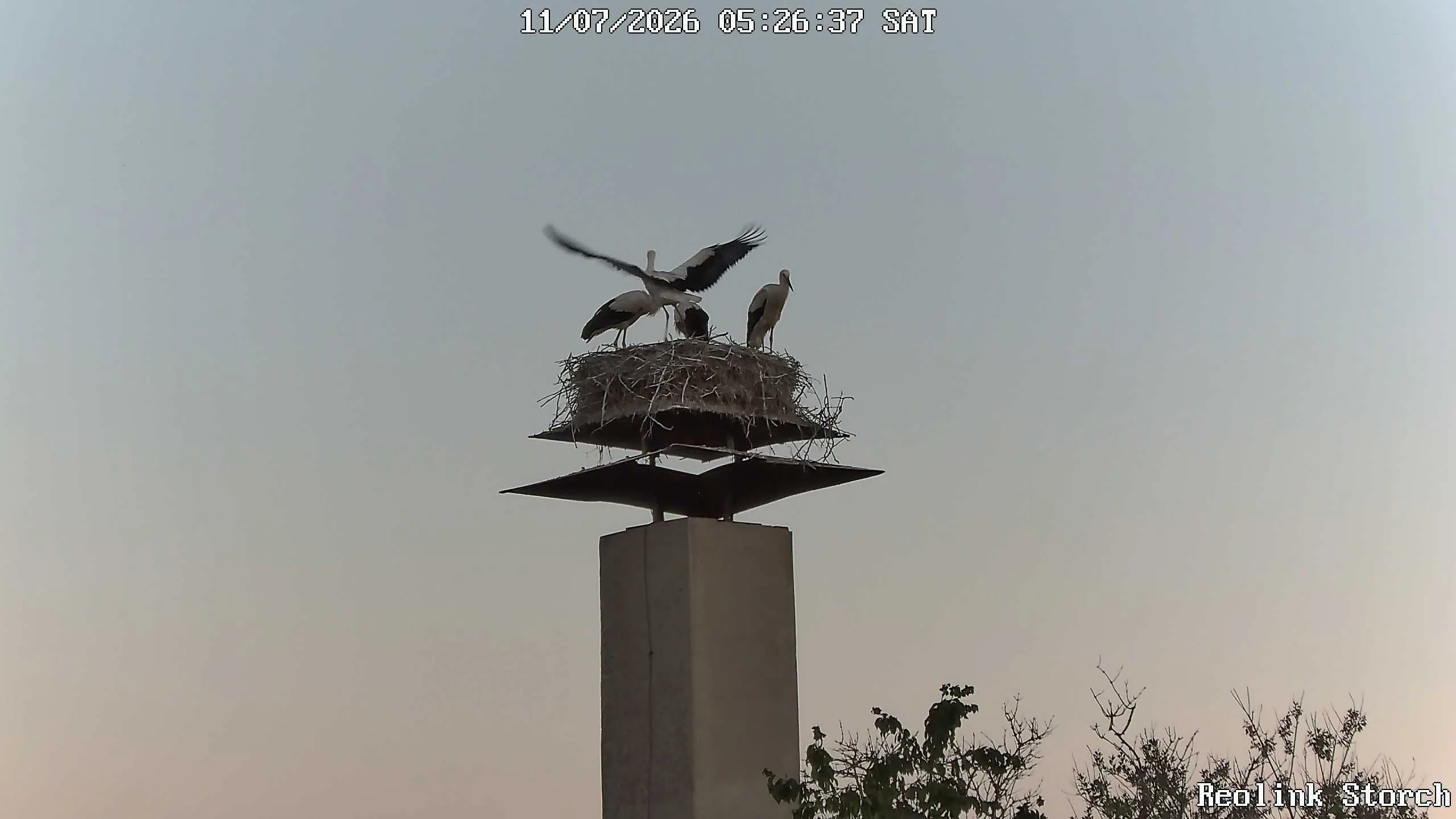 Storchencam Bild
