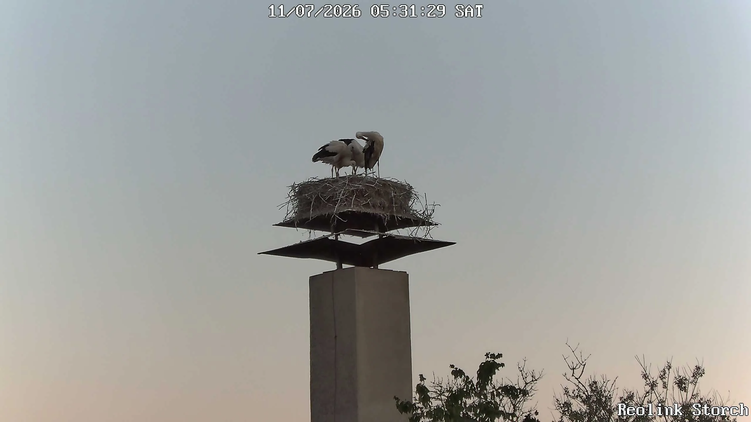 Storchencam Bild