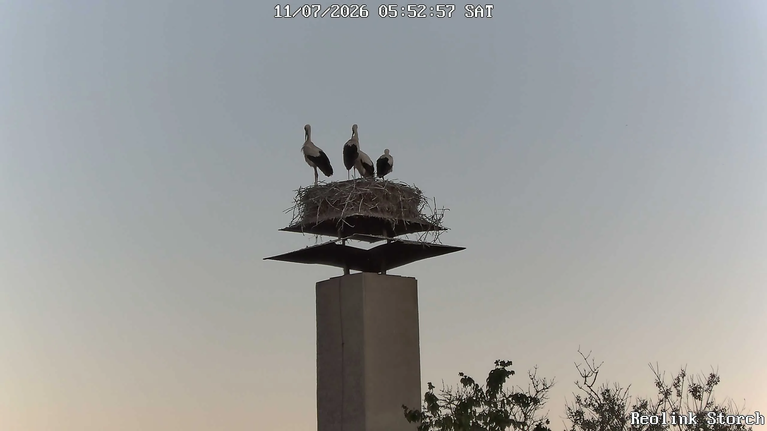 Storchencam Bild