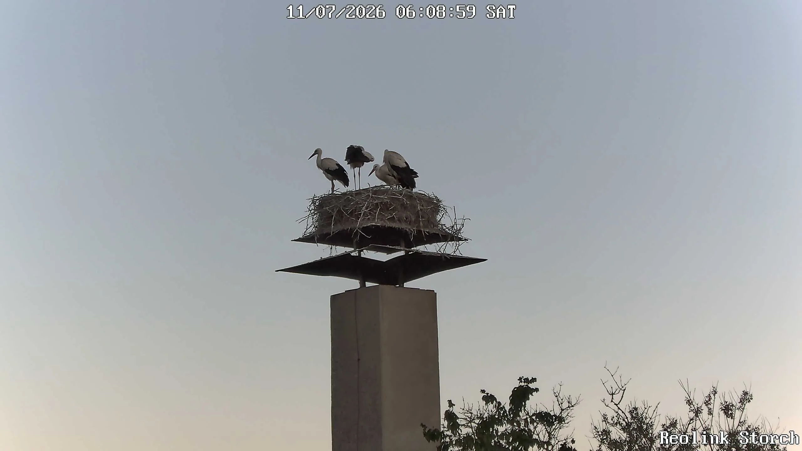 Storchencam Bild