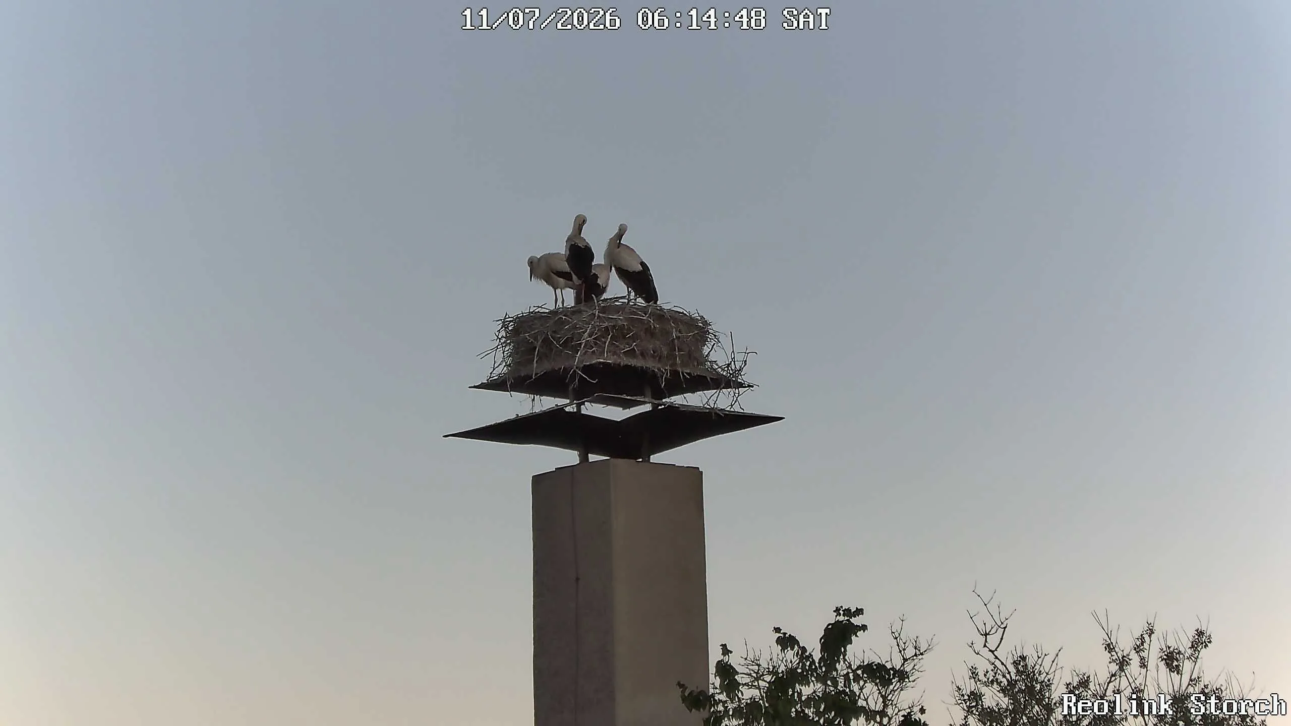 Storchencam Bild