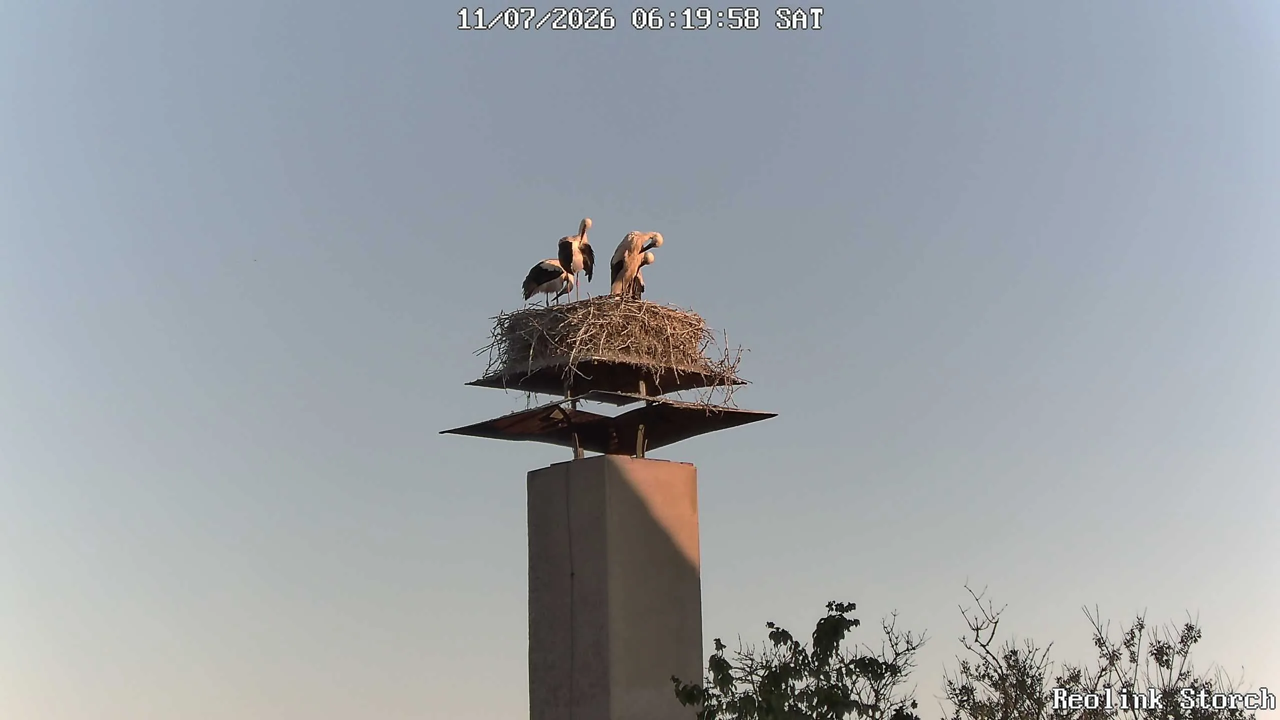 Storchencam Bild
