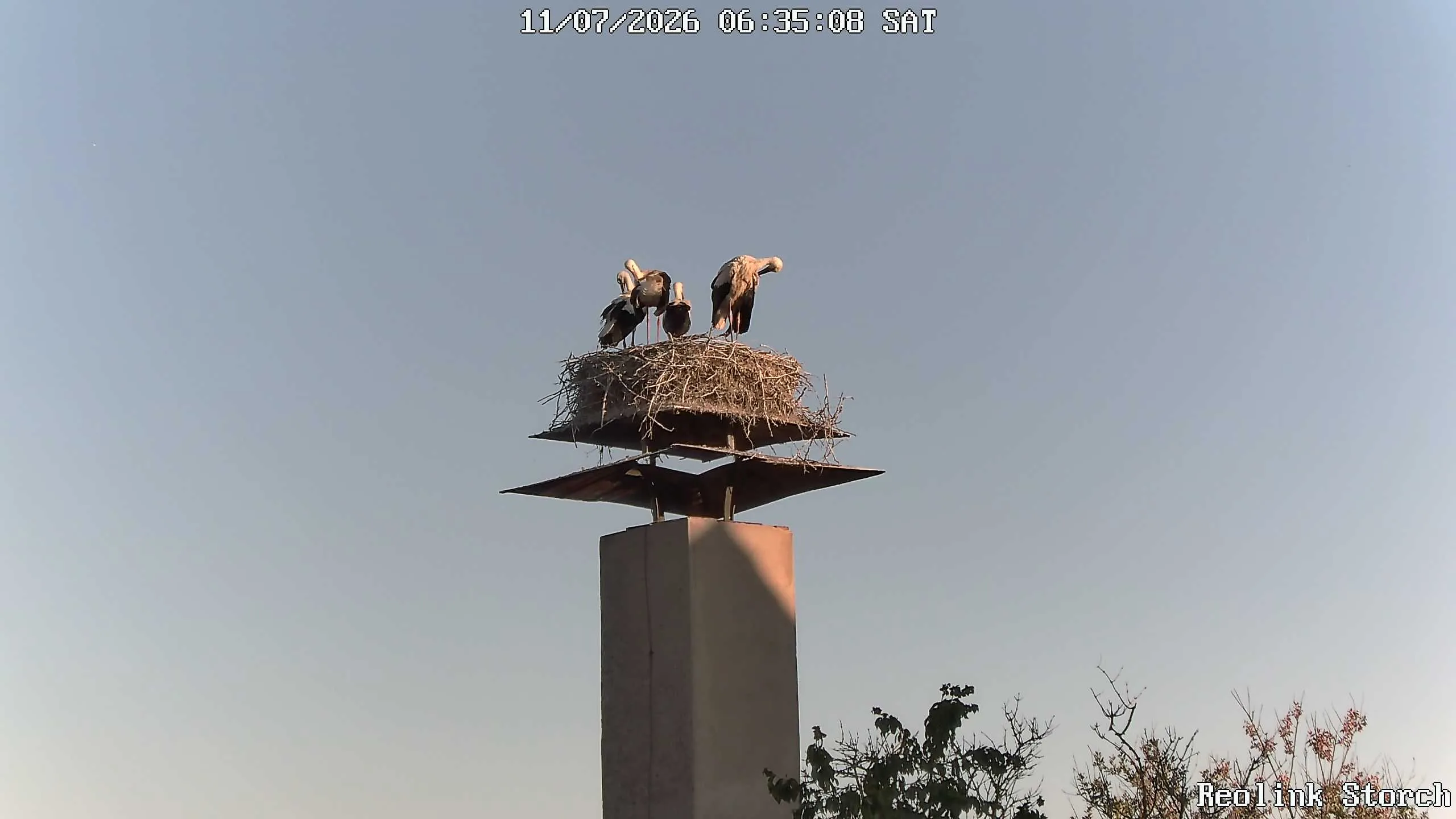 Storchencam Bild