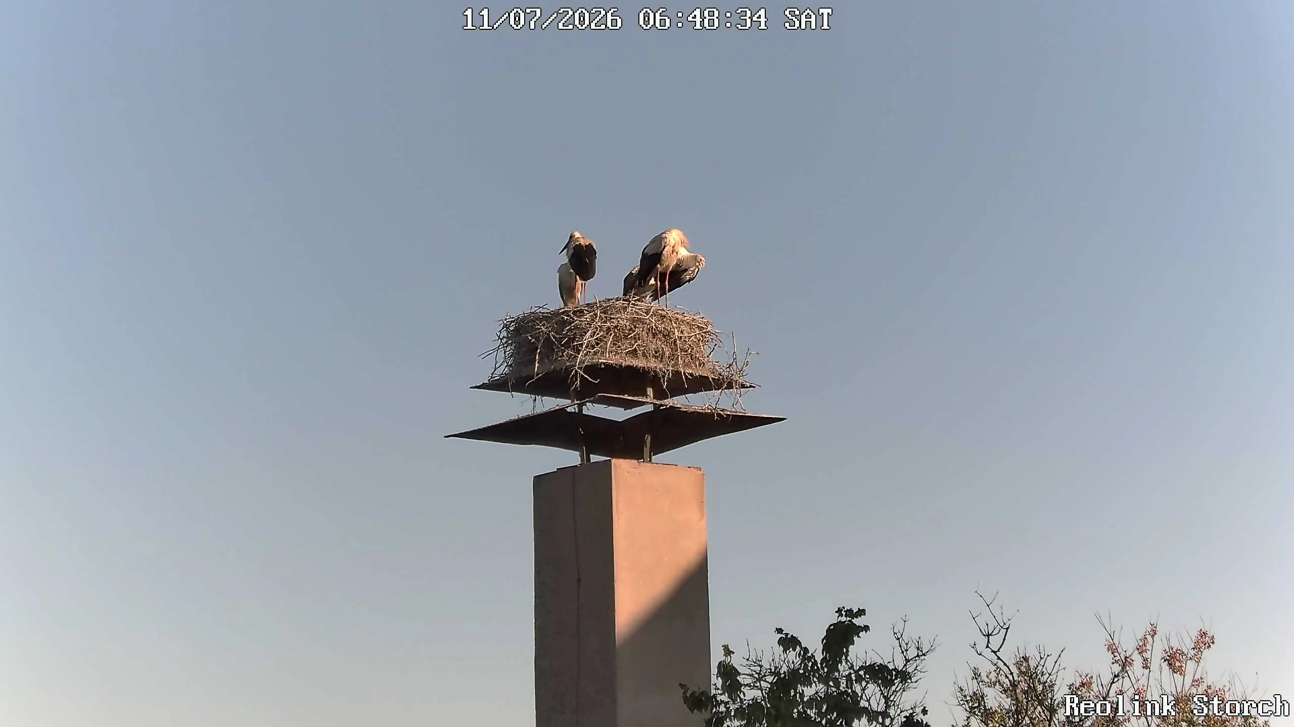 Storchencam Bild