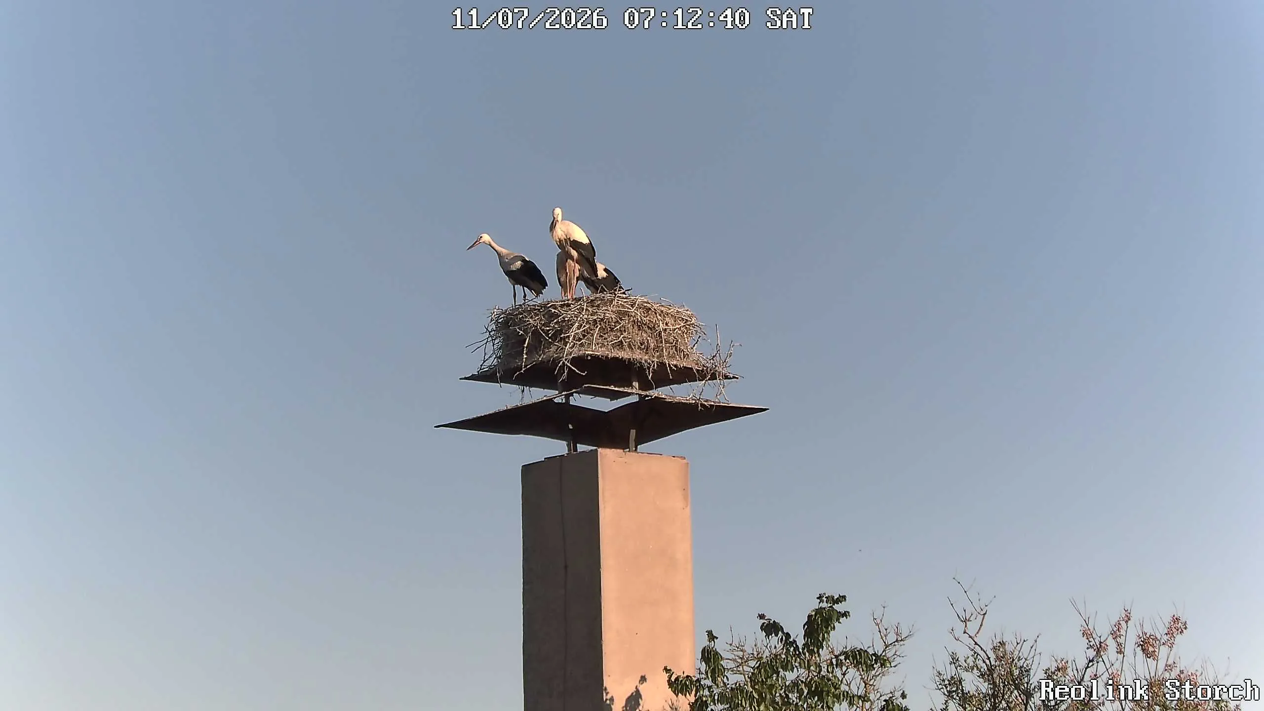 Storchencam Bild