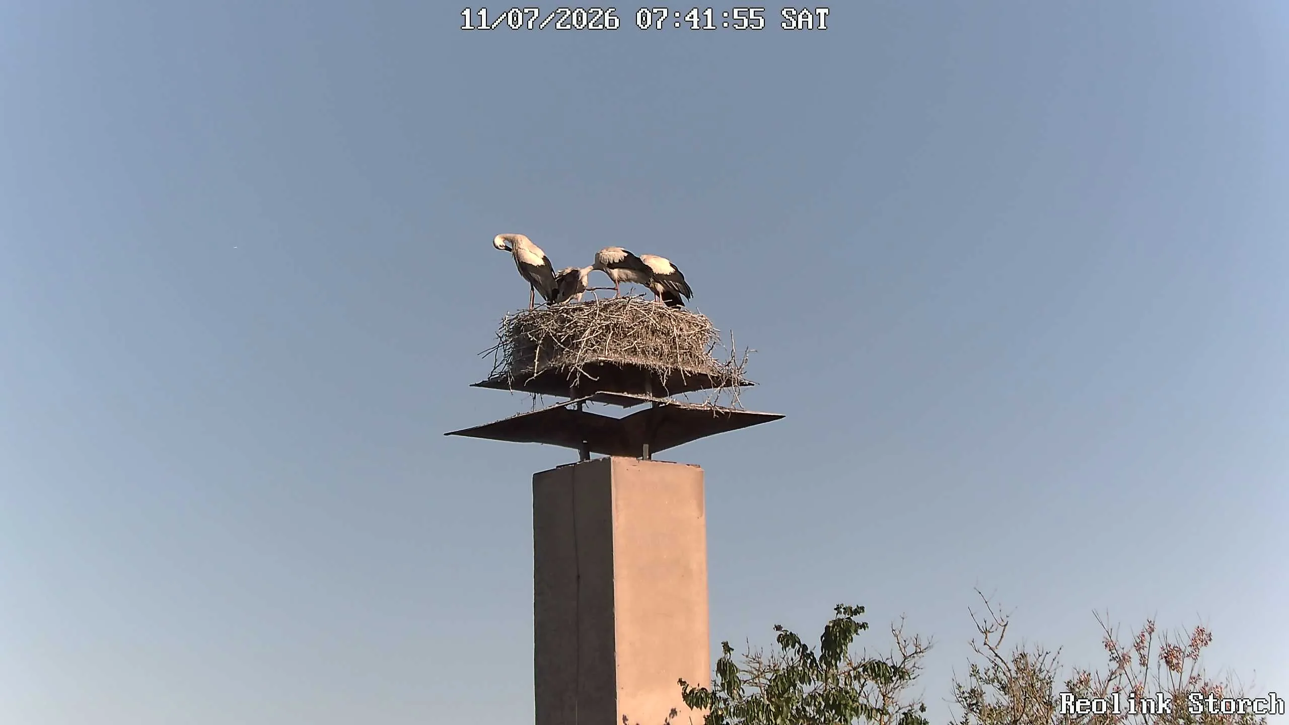 Storchencam Bild