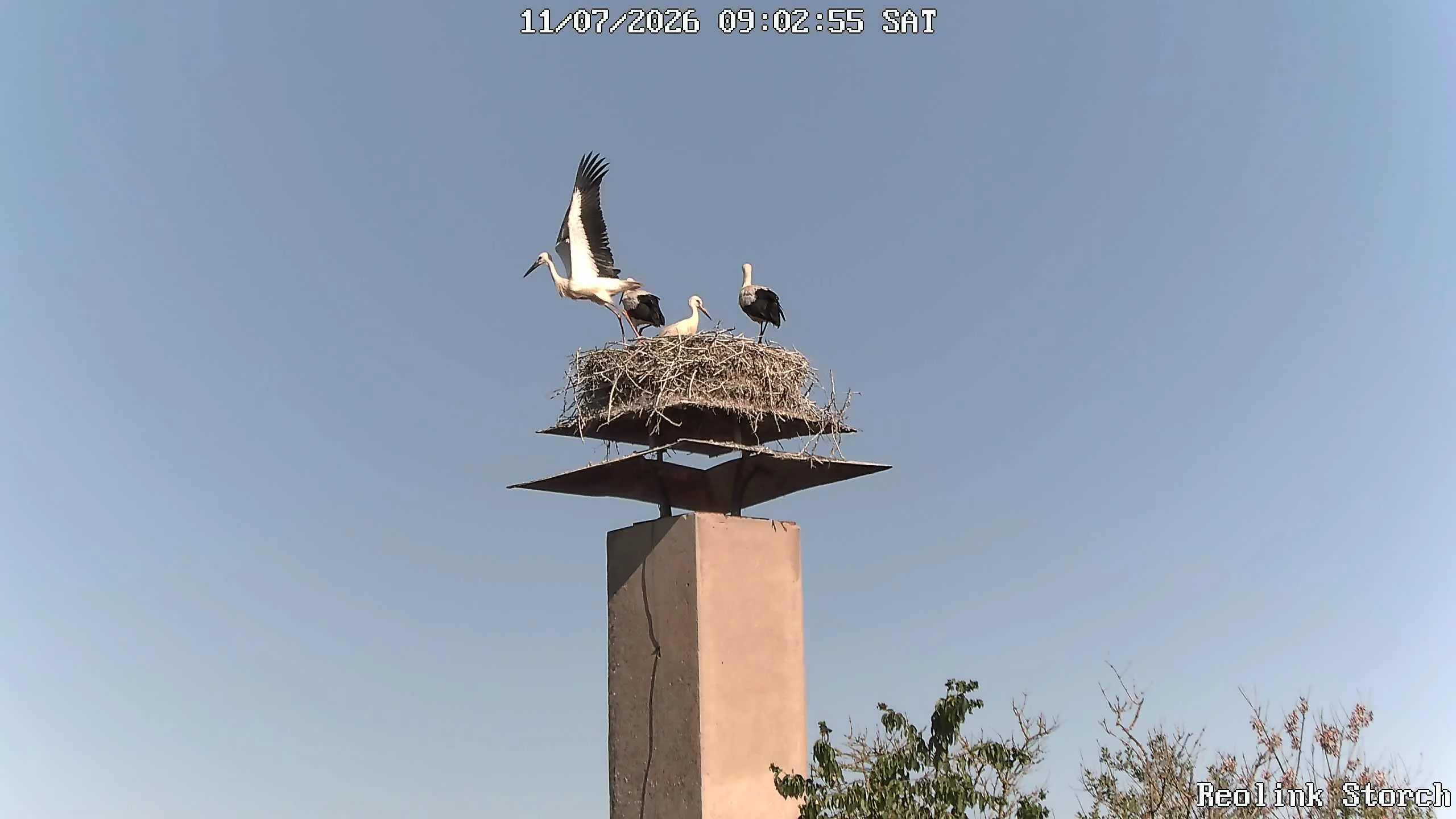 Storchencam Bild
