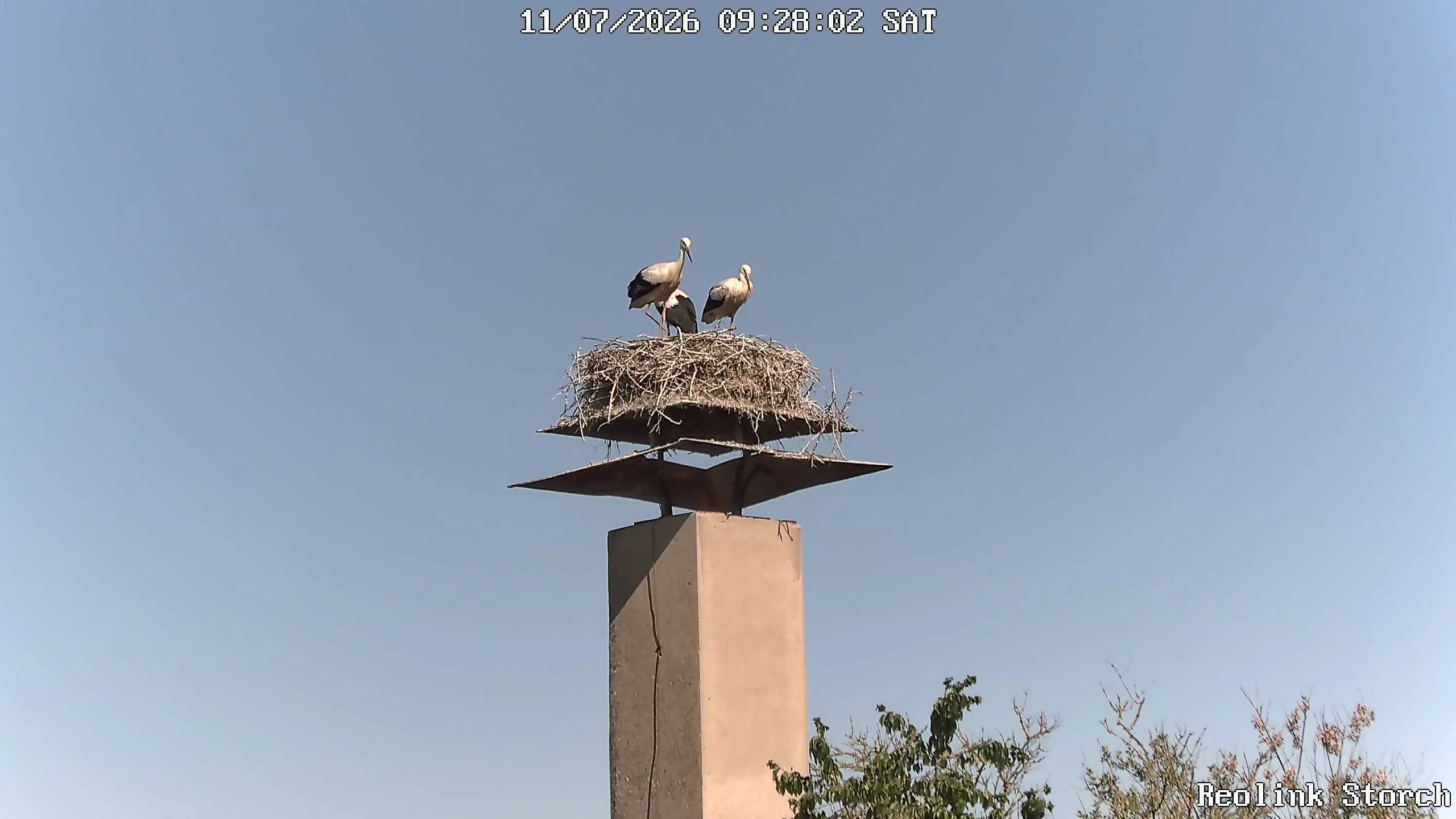 Storchencam Bild