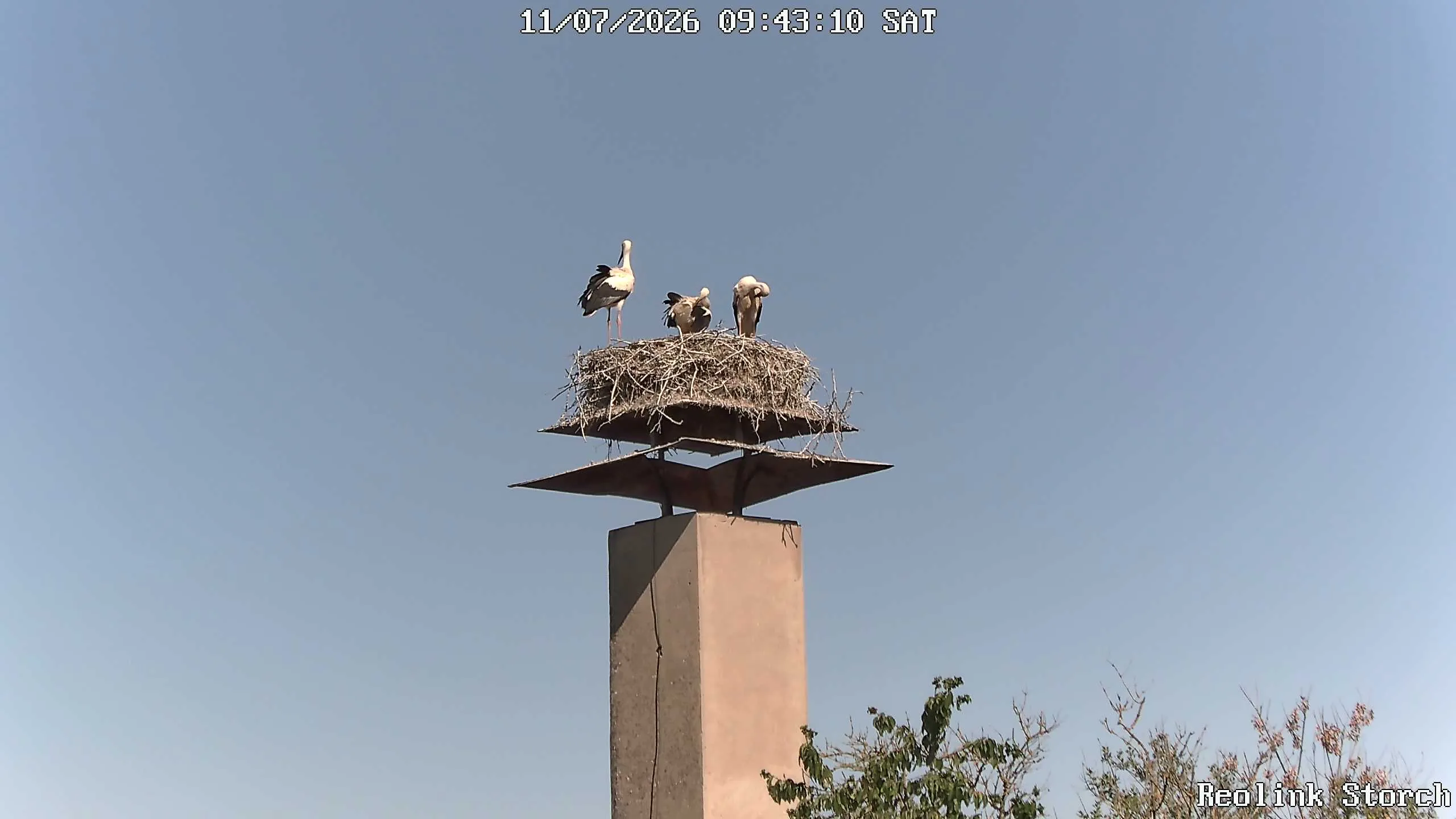 Storchencam Bild
