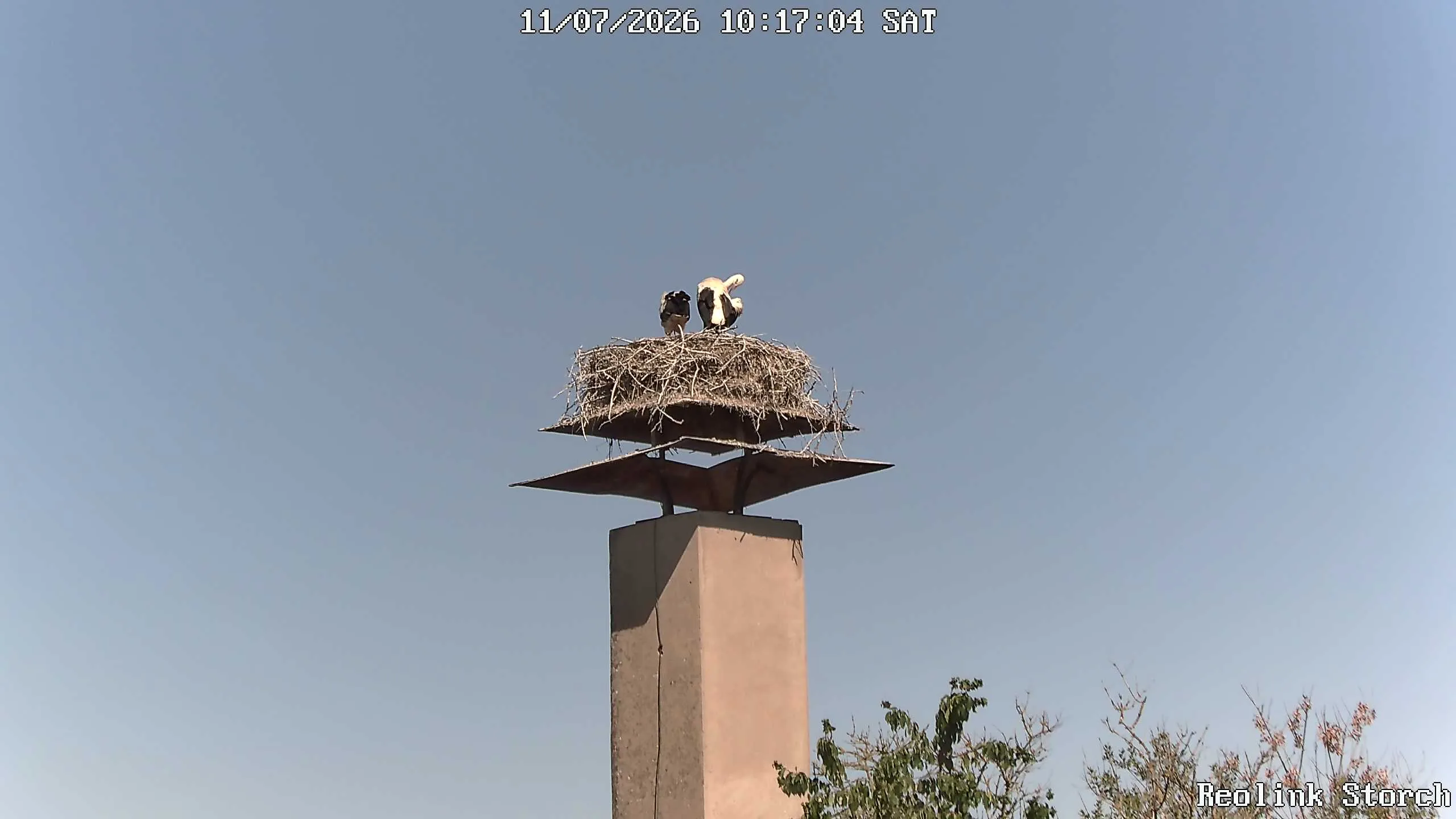 Storchencam Bild