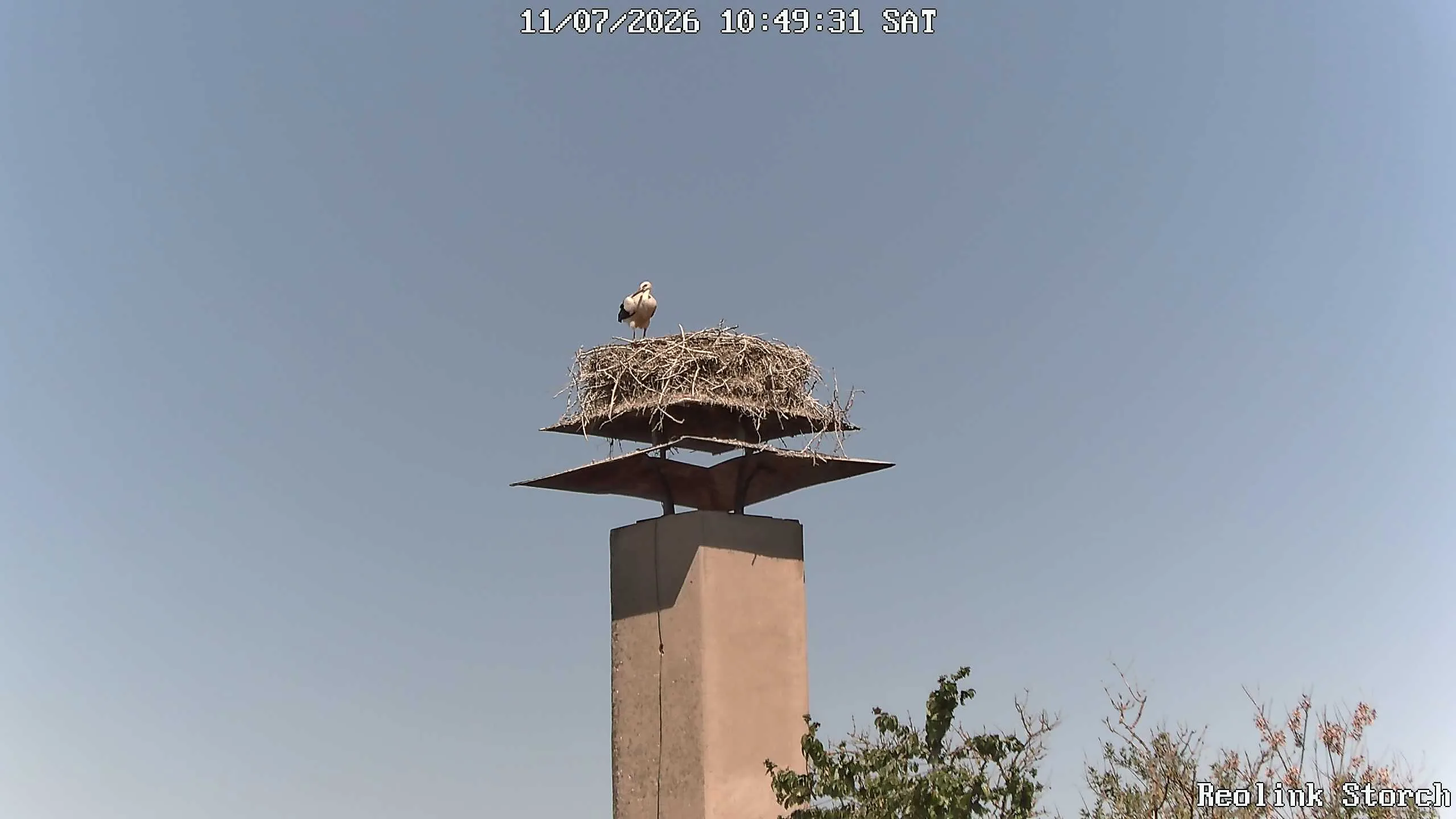 Storchencam Bild