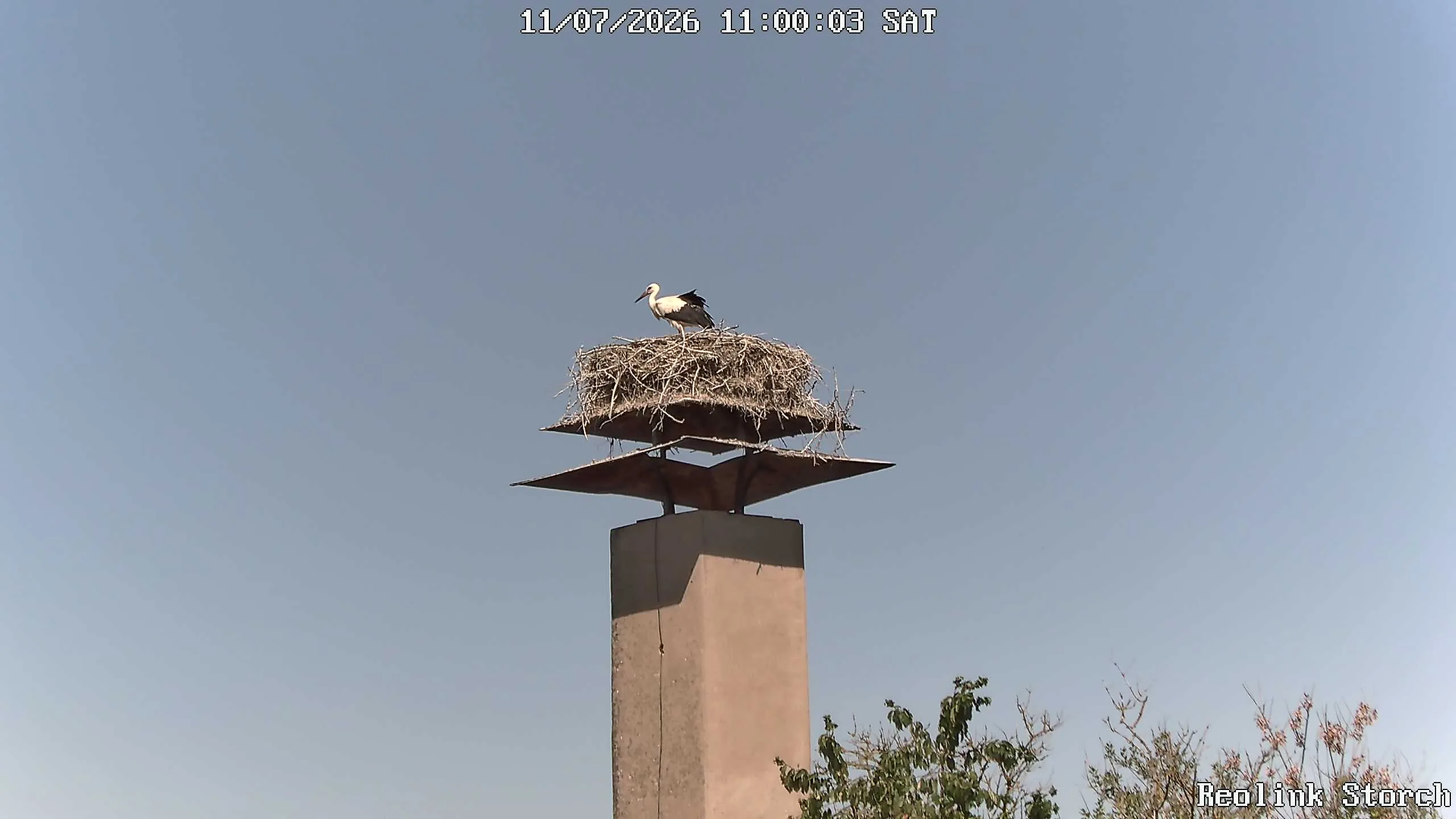 Storchencam Bild