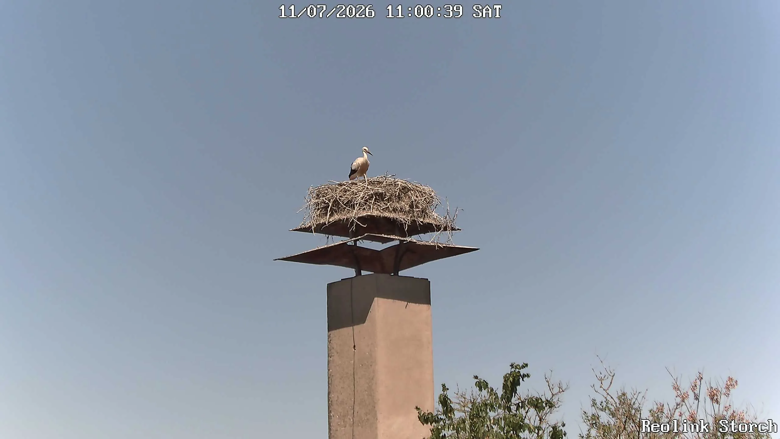 Storchencam Bild