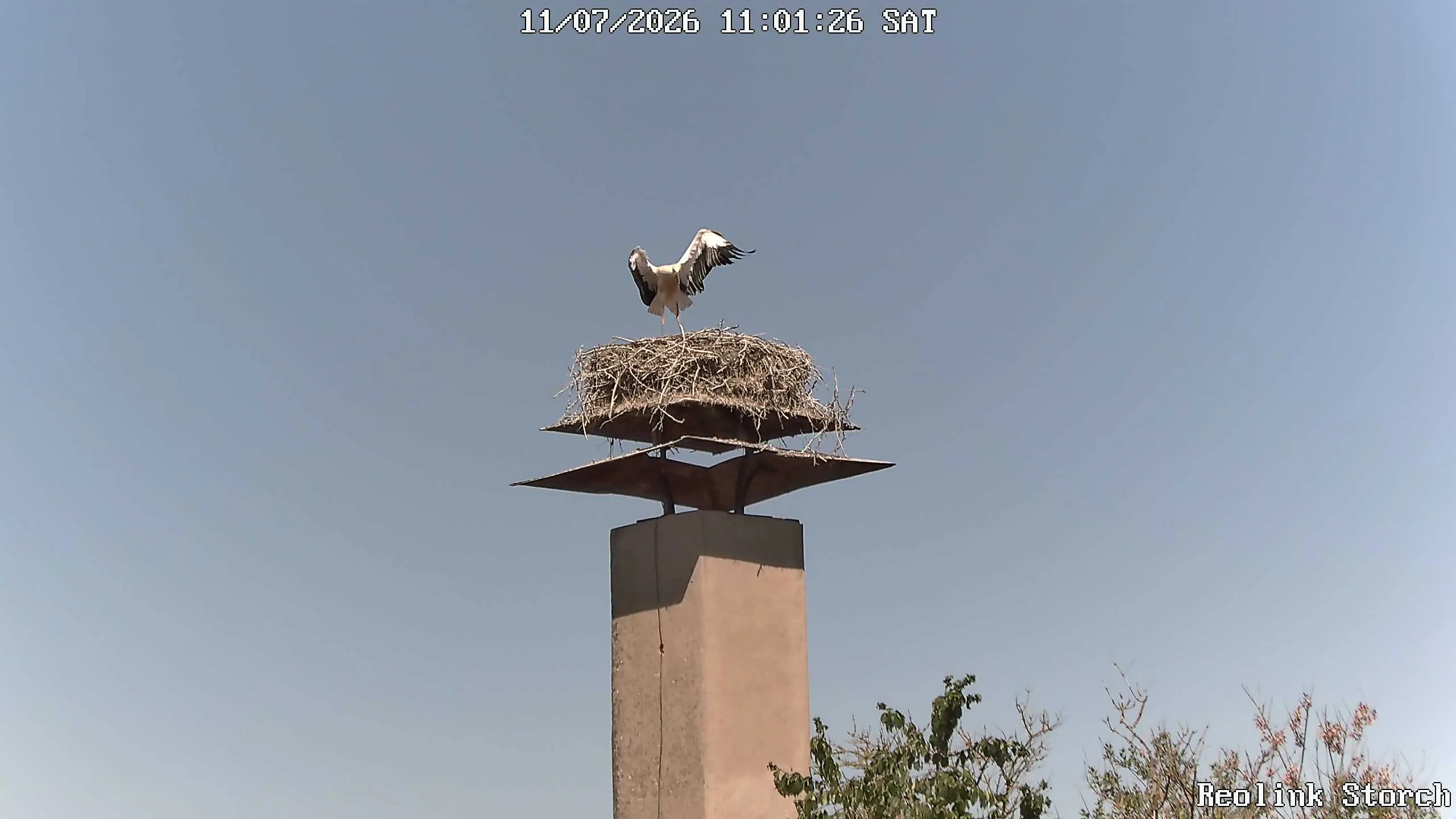 Storchencam Bild