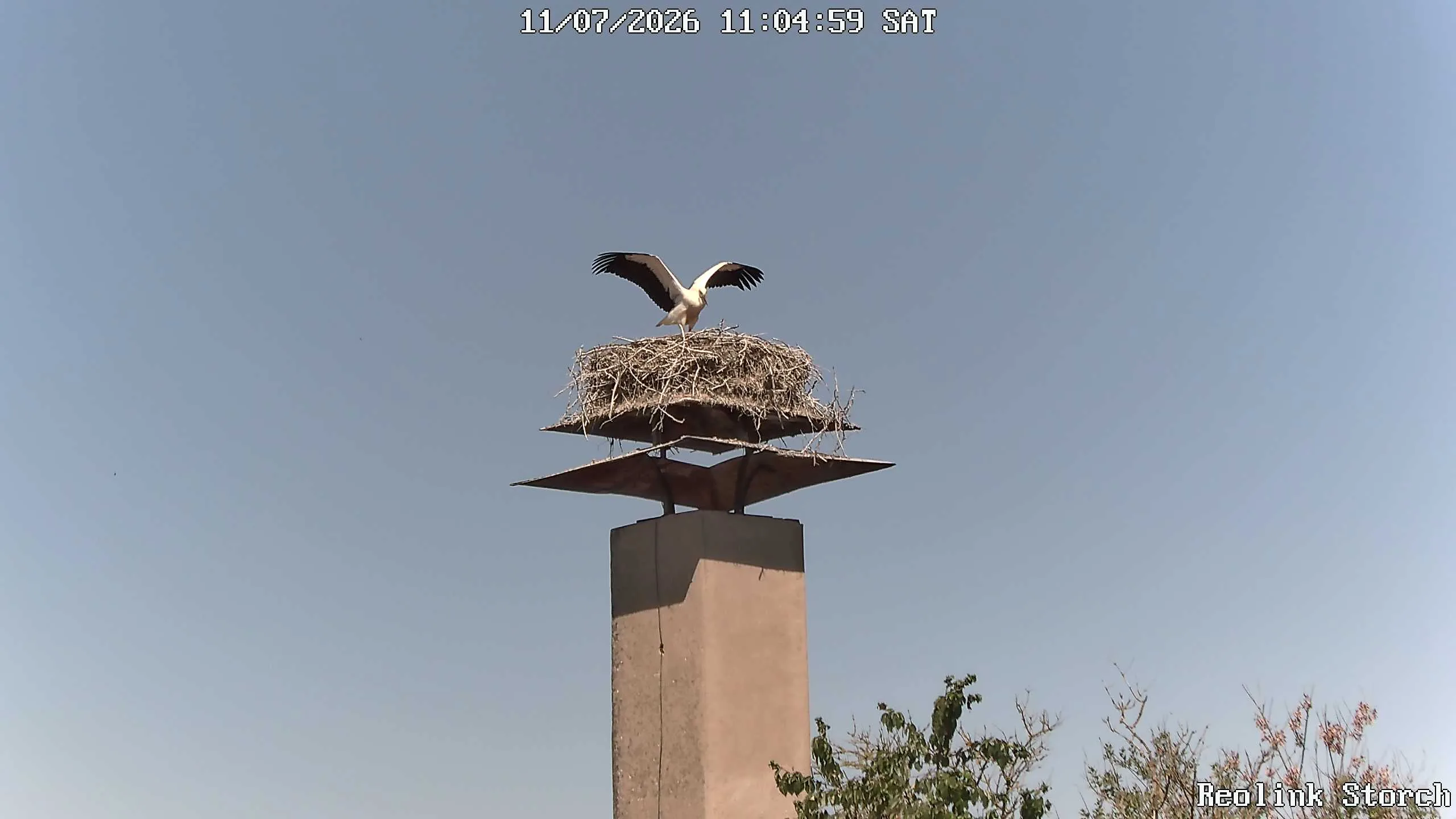Storchencam Bild