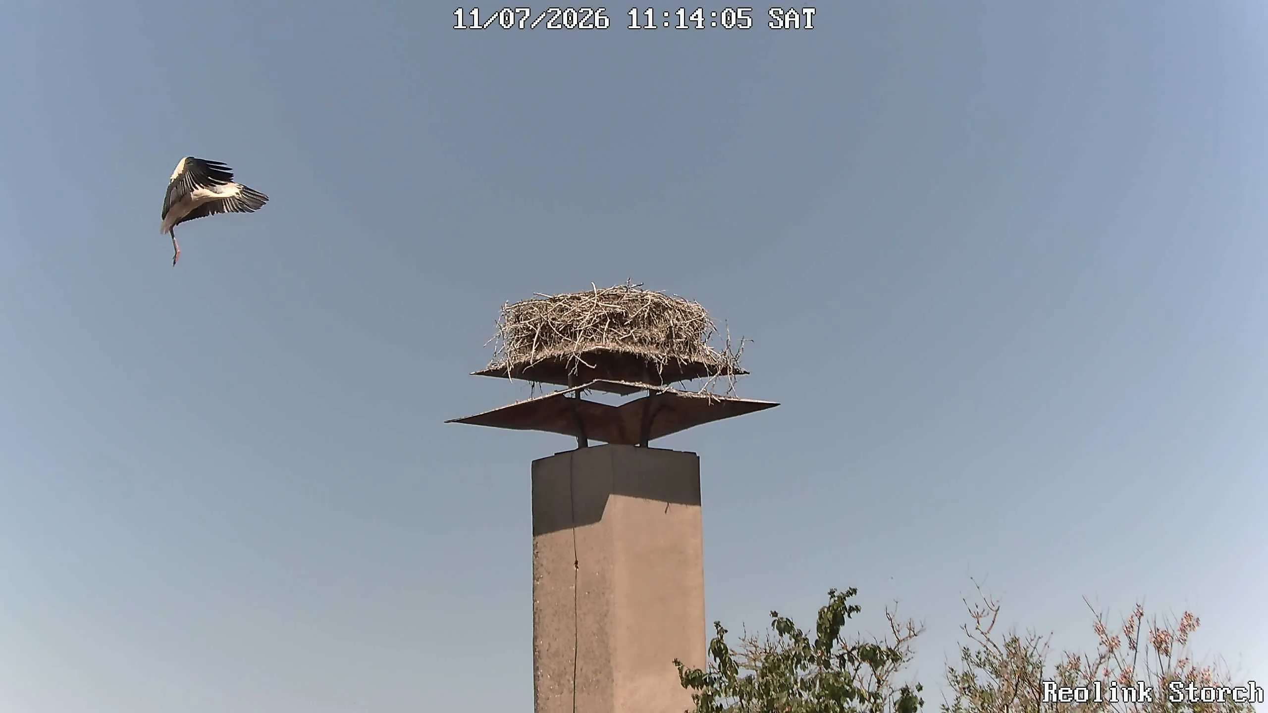 Storchencam Bild