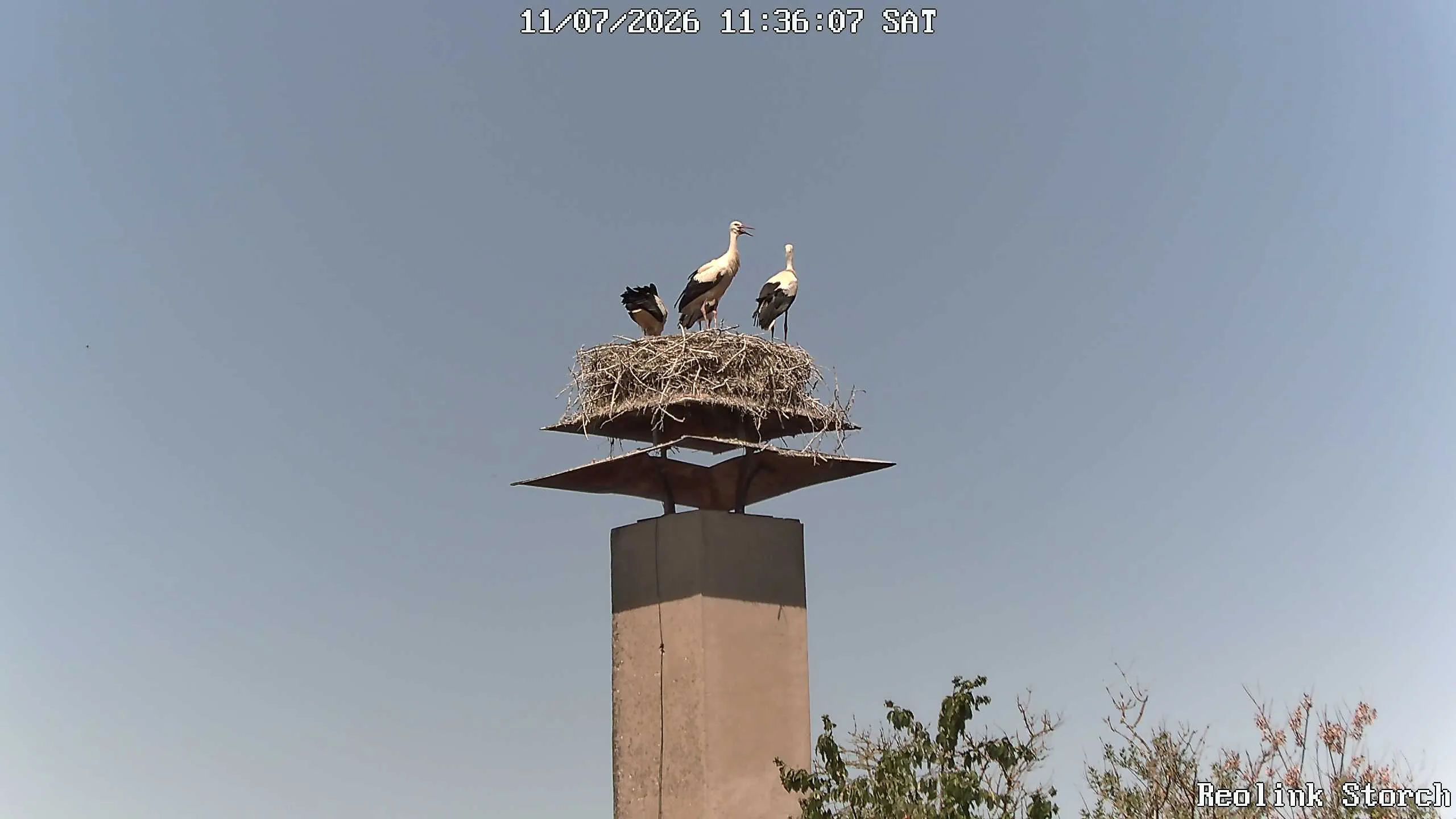 Storchencam Bild