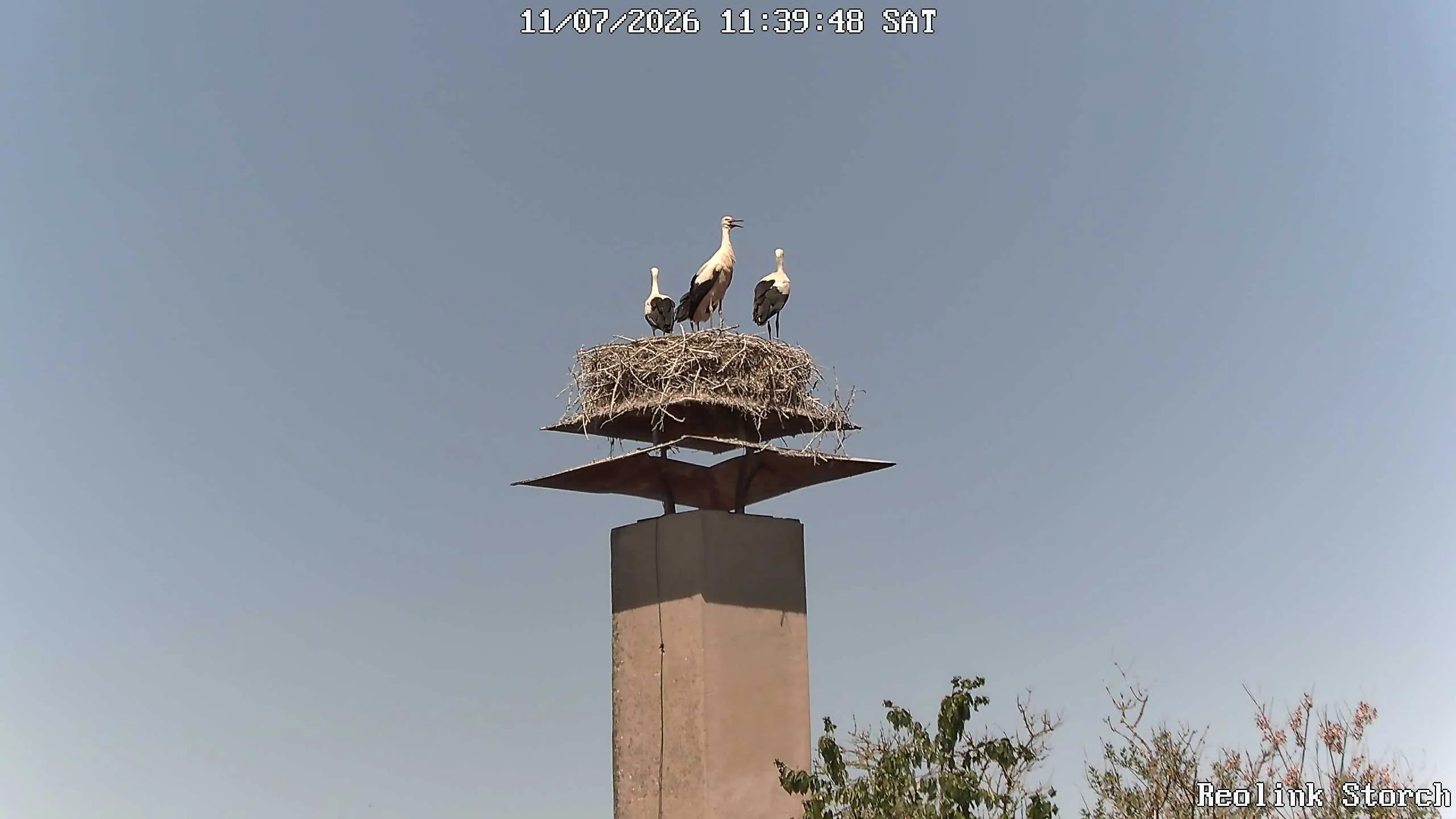 Storchencam Bild