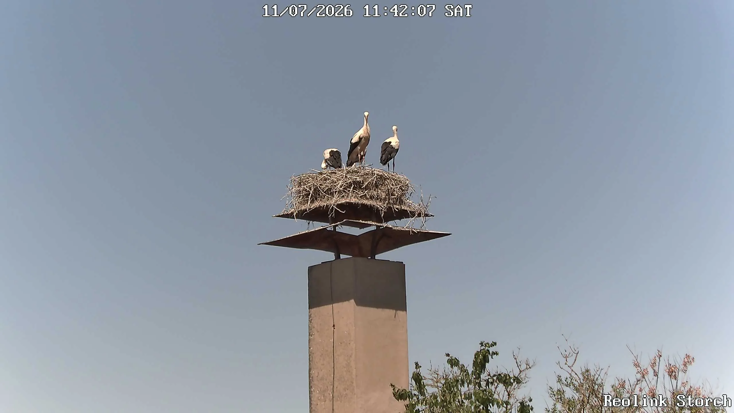 Storchencam Bild