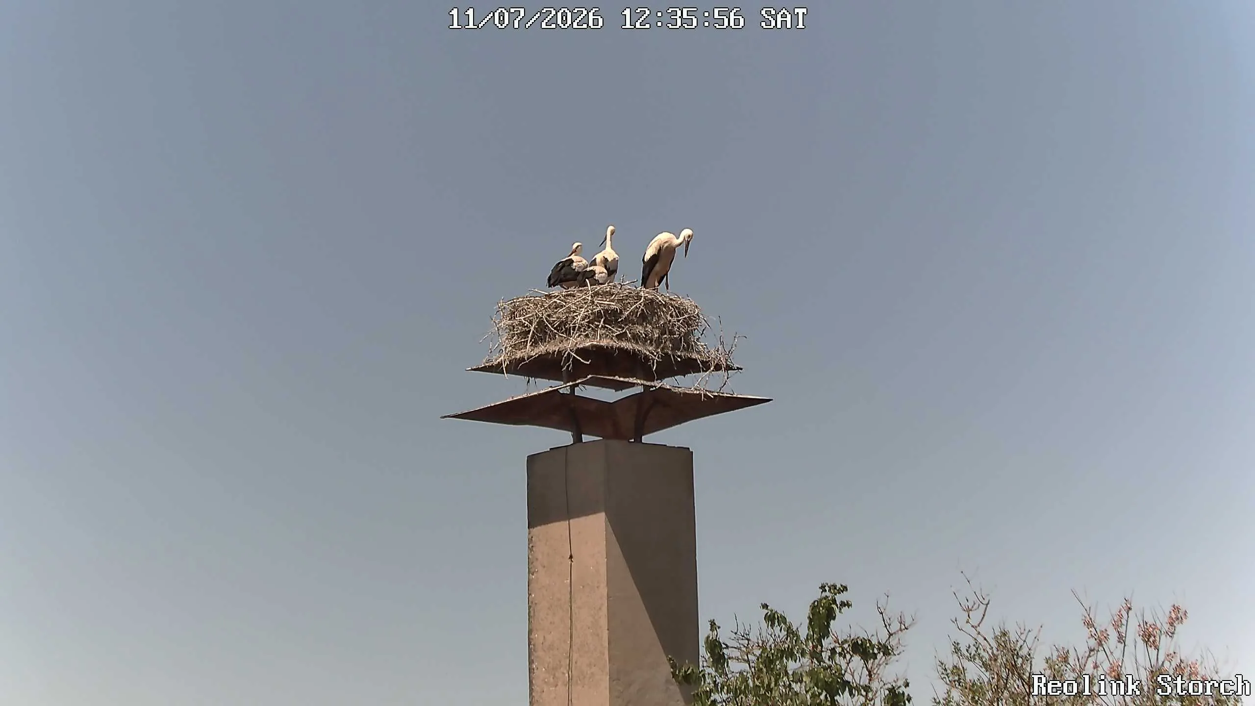 Storchencam Bild
